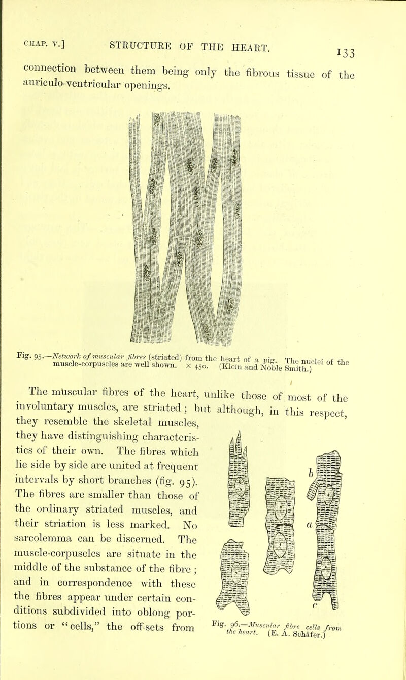 connection between them being only the fibrous tissue of the aunculo-ventricukxr openings. Fig-. r,.~Ketwork o/mvscuJar (striated) from the heart of a piff. The nuclei of the muscle-corpuscles are well shoT^-n. x 450. (Iflein and Noble Smith ) The mUscuLxr fibres of the heart, unhke those of most of the invohmtary muscles, are striated ; l)ut althougli, in this respect, they resemble the skeletal muscles, ' they have distinguishing characteris- tics of their own. The fibres which lie side by side are united at frequent intervals by short branches (fig. 95). The fibres are smaller than those of the ordinary striated muscles, and their striation is less marked. No sarcolemma can be discerned. The muscle-corpuscles are situate in the middle of the substance of the fibre ; and in correspondence with these the fibres appear under certain con- ditions subdivided into oblong por- tions or cells, the off-sets from ^'^'wfw''|E^f skf^