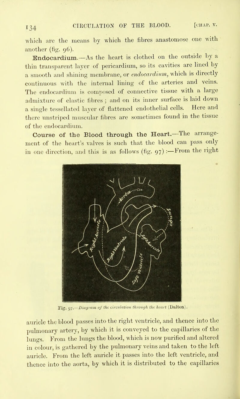 which are the means by which the fibres anastomose one with another (fig. 96). Endocardium.—As the heart is clothed on the outside by a thin transparent hiyer of pericardium, so its cavities are hned by a smooth and shining membrane, or endocardium, which is directly continuous with the internal lining of the ar-teries and veins. The endocardium is composed of connective tissue with a large admixtiire of elastic fibres ; and on its inner surface is laid down a single tessellated layer of flattened endothelial cells. Here and there unstriped muscular fibres are sometimes found in the tissue of the endocardium. Course of the Blood through the Heart—The arrange- ment of tlie heart's valves is sucli that the blood can pass only in one direction, and this is as follows (fig. 97) :—From the right J'ig, 97*—Viagram of tht^ circutalion thiouijk tlit h'sart (Dalton). auricle the blood passes into the riglit ventricle, and thence into the pulmonary artery, by which it is conveyed to the capillaries of the lungs. From the huigs the blood, which is now purified and altered in colour, is gathered by the pulmonary veins and taken to the left auricle. From the left auricle it passes into the left ventricle, and thence into the aorta, by which it is distributed to the capillaries