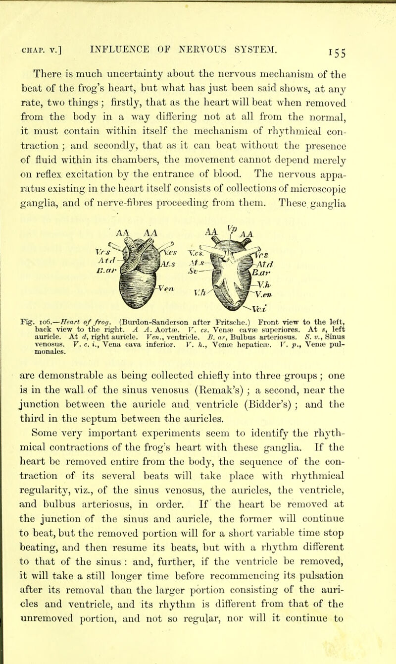 CHAP, v.] INFLUENCE OF NERVOUS SYSTEM. There is much uncertainty about the nervous mechanism of the beat of the frog's heart, but what has just been said shows, at any rate, two things ; firstly, that as the heart will beat when removed from the body in a way differing not at all from the normal, it must contain within itself the mechanism of rhythmical con- traction ; and secondly, that as it can beat without the presence of fluid within its chambers, the movement cannot depend merely on reflex excitation by the entrance of blood. The nervous appa- ratus existing in the heart itself consists of collections of microscopic ganglia, and of nerve-fibres proceeding from them. These ganglia Fig. io6.—Heart of froq. (Burdon-Sanderson after Fritsche.) Front view to the left, back view to the right. A A. Aortae. V. cs. Vense cavae superiores. At s, left auricle. At rf, right auricle. J'cn., ventricle, i?. nr, Bulbus arteriosus. jS. y.. Sinus venosus. V. c. i., Vena cava inferior. V. h., Vente hepatica'. V. p., Venie pul- monales. are demonstrable as being collected chiefly into three groups; one is in the wall of the sinus venosus (Remak's) ; a second, near the junction between the auricle and ventricle (Bidder's) ; and the third in the septum between the auricles. Some very important experiments seem to identify the rhyth- mical contractions of the frog's heart with these ganglia. If the heart be removed entire from the body, the sequence of the con- traction of its several beats will take place with rhythmical regularity, viz., of the sinus venosus, the aui-icles, the ventricle, and bulbus arteriosus, in order. If the heart be removed at the junction of the sinus and auricle, the former will continue to beat, but the removed portion will for a short variable tim« stop beating, and then resume its beats, but with a rhythm diflerent to that of the sinus ; and, further, if the ventricle be removed, it will take a still longer time before recommencing its pulsation after its removal than the larger portion consisting of the auri- cles and ventricle, and its rhythm is dift'ereut from that of the unremoved portion, and not so regular, nor will it continue to