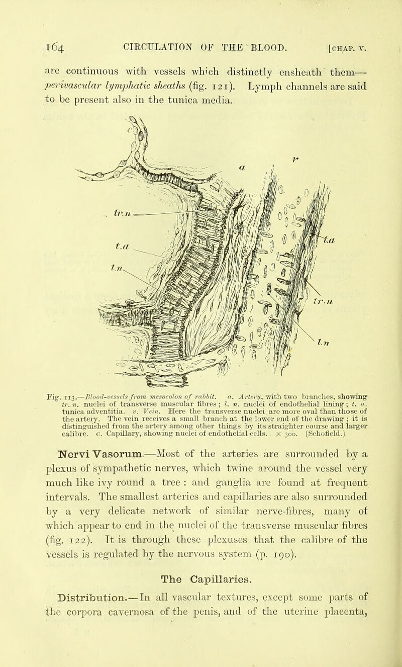 arc continuous with vessels which distinctly ensheath' them— perivascular lymphatic sheaths (fig. 121). Lymph channels are said to be present also in the tunica media. Fig. 113.—Jllood-vessels from mesocoJon of rnl)hit. a. Artt;i\!/, with two branolies, showing tr. n. nuclei of transverse muscular fibres; 1. n. nuclei of enili>tlii'li:il lining'; (. n. tunica adventitia. v. Vein. Here the transverse nuclei are mor*' mal tlian those of the artery. The vein receives a small branch at the lower end of the drawing-; it is distingmshed from the artery among other things by its straighter course and larger calibre, c. Capillary, showing nuclei of endothelial cells. X 300. (Schofleld.) Nervi Vasorum.—Most of the arteries are surrounded by a plexus of sympathetic nerves, wliich twine around the vessel very much like ivy round a tree : and ganglia are found at frequent intervals. The smallest arteries and capillaries are also surrounded by a very delicate network of similar nerve-fibres, many of which appear to end in the_ nuclei of the transverse muscular fibres (fig. 122). It is through these plexuses that the calibre of the vessels is regulated by the nervous system (p. 190). The Capillaries. Distribution.—In all vascular textures, except some parts of the corpora cavernosa of the penis, and of the uterine placenta,