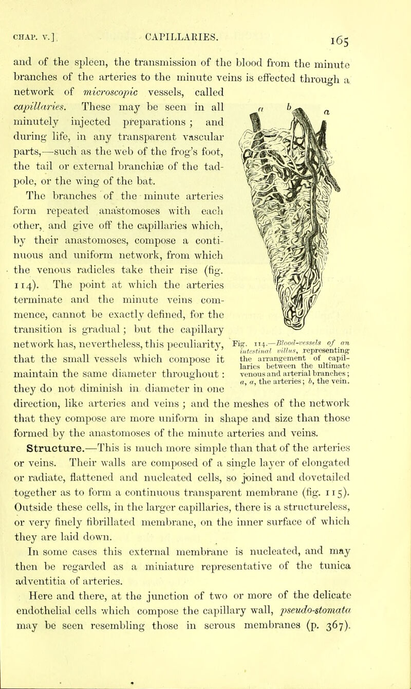 CHAP, v.], CAPILLARIES. jg^ and of the spleen, the transmission of the blood from the minute branches of the arteries to the minute veins is effected through a network of microscopic vessels, called capillaries. These may be seen in all minutely injected preparations ; and during life, in any transparent vascular parts,—such as the web of the frog's foot, the tail or external branchite of the tad- pole, or the wing of the bat. The branches of the minute arteries form repeated anastomoses with each other, and give off the capillaries which, by their anastomoses, compose a conti- nuous and uniform network, from which the venous radicles take their rise (fig. 114). The point at which the arteries terminate and the minute veins com- mence, cannot be exactly defined, for the transition is gradual; but the capillary network has, nevertheless, this peculiarity, Kf?- T.\^.—Binn,i-i;sseis of on _ intuflinal villus, representing that the small vessels which compose it the arrangement of capil- laries between the ultimate maintain the same diameter throughout : venous and arterial branches; ... n, ff, the arteries; ft, the vein. they do not dimmish in diameter in one direction, like arteries and veins ; and the meshes of the network that they compose are more uniform in shape and size than those formed by the anastomoses of the minute arteries and veins. Structure.—This is much more simple than that of the arteries or veins. Their walls are composed of a single layer of elongated or radiate, flattened and nucleated cells, so pined and dovetailed together as to form a continuous transparent membrane (fig. 115). Outside these cells, in the larger capillaries, there is a structureless, or very finely fibrillated membrane, on the inner surface of which they are laid down. In some cases this external membrane is nucleated, and may then be regarded as a miniature representative of the tunica adventitia of arteries. Here and there, at the junction of two or more of the delicate endothelial cells which compose the capillary wall, j)seudo-stomata may be seen resembling those in serous membranes (p. 367).