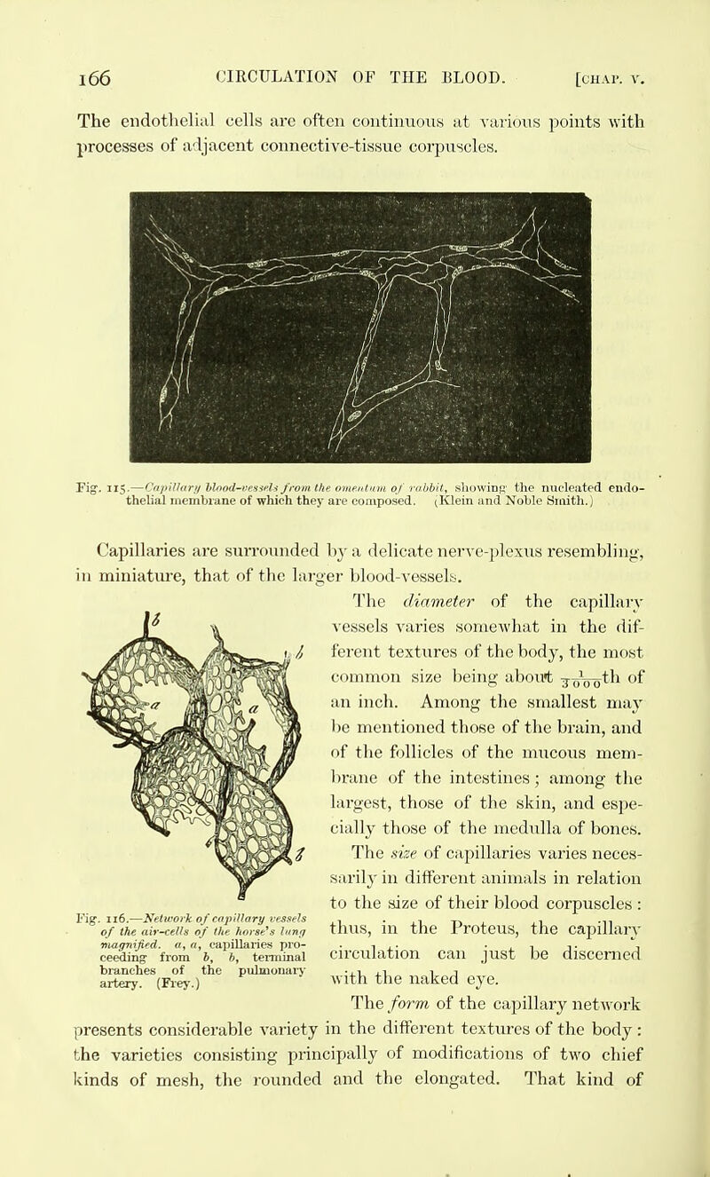 The endotheliid cells arc often coiitiinioii.s at various points with processes of a'ljacent connective-tissue corpuscles. Fig. 115.—Cnpinurii hlond-ucssdi from the omentum of rabbit, sliowinf!' the nucleated endo- thelial membrane of which they are composed. (Klein and Noble Smith.) Capillaries are surrounded by a delicate nerve-plexiis resembling, in miniature, that of the larger blood-vessels. The diameter of the capillarv ^•essels varies somewhat in the dif- ferent textures of the body, the most common size being about ^-^ooth of an inch. Among the smallest may l)e mentioned those of the brain, and of the follicles of the nmcous mem- brane of the intestines; among the largest, those of the skin, and es})e- cially those of the medulla of bones. The size of capillaries varies neces- saril}' in different animals in relation to the size of their blood corpuscles : thus, in the Proteus, the capillary circulation can just be discenied with the naked eye. The form of the capillary network presents considerable variety in the different textures of the body : the varieties consisting principally of modifications of two chief kinds of mesh, the rounded and the elongated. That kind of Fig. 116.—Network of cajnllary vessels of the air-cells of the horse's litnrf niagnijied. a, a, capillaries pro- ceeding from 6, *, teniainal branches of the pulmonaiy artery. (Frey.)