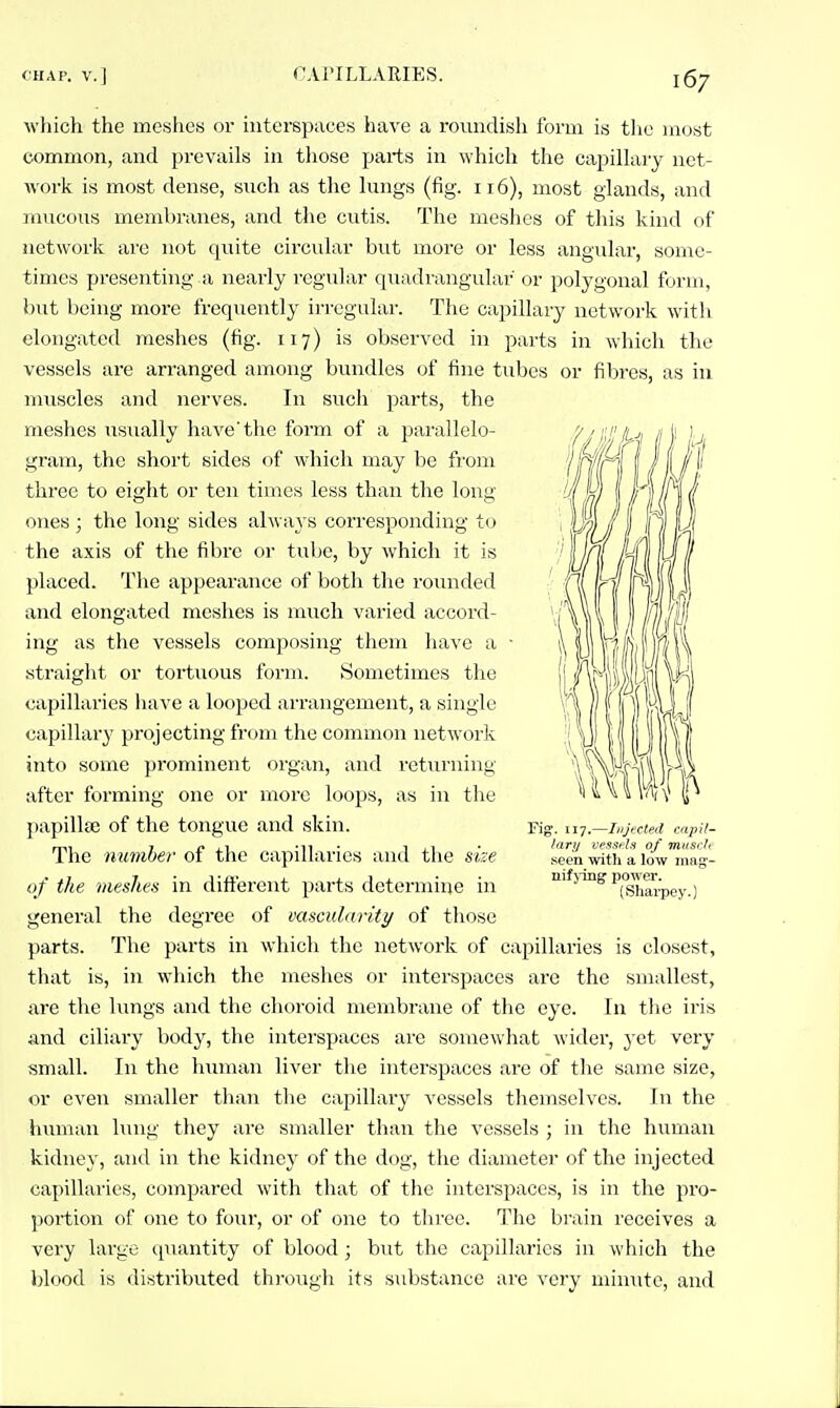 which the meshes or interspaces have a roundish form is tlie HKjst common, and prevails in tliose parts in which the capillary net- work is most dense, such as the lungs (fig. 116), most glands, and nnicons membranes, and the cutis. The meshes of this kind of network are not quite circular but more or less angular, some- times presenting a nearly regular quadrangular or polygonal form, but being more frequently irregular. The capillary network with elongated meshes (fig. 117) is observed in parts in which the vessels are arranged among bundles of fine tubes or fibres, as in nuiscles and nerves. In such parts, the meshes usually have'the form of a parallelo- gram, the short sides of which may be from three to eight or ten times less than the long ones ; the long sides alwaj^s corresponding to the axis of the fibre or tube, by which it is placed. The appearance of both the roiuided and elongated meshes is much varied accord- ing as the vessels composing them have a .straight or tortuous form. Sometimes the capillaries have a looped arrangement, a single capillary projecting from the common network into some prominent organ, and returning after forming one or more loops, as in the papilla; of the tongue and skin. The number of the capillaries and the size of the meshes in different parts determine in general the degree of vascularity of those parts. The parts in which the network of capillaries is closest, that is, in which the meshes or interspaces are the smallest, are the lungs and the choroid membrane of the eye. In the iris and ciliary body, the interspaces are somewhat wider, yet very small. In the human liver the interspaces are of the same size, or even smaller than the capillary vessels themselves. In the htnnan lung they ai-e smaller than the vessels ; in the human kidney, and in the kidncj* of the dog, the diameter of the injected capillaries, compared with that of the interspaces, is in the pro- ])oii:ion of one to four, or of one to three. The brain receives a very large quantity of blood; but the capillaries in which the blood is distributed through its substance are very miniite, and Fig. 117.—Inji-cted i-apil' far// irs.^rli of 'm.iis<:h seen with a low mag-- nifjing jjower. (Sharpey.)
