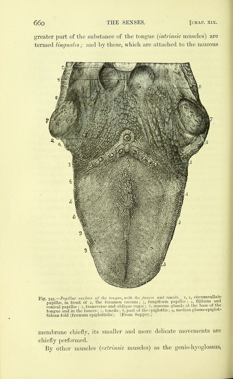 greater part of tlie substance of the tongue (intiinsic muscles) are termed linguales ; and by these, which are attached to the mucous Fi? 349 —Papillar surface of the tongue, with the fauces and tonsils, i, i, circumvallate papiUee, in front of 2, the foramen esecum; 3, fungiform papillse; 4, flliform and conical papillfe; 5, transverse and oblique rugce ; 6, mucous glands at the base of the tongue and in the fauces; 7, tonsils ; 8, part of the epiglottis ; 9, median glosso-epiglot- tideanfold (frtenumepiglottidis). (Fi-om Sappey.) membrane chiefly, its smaller and more delicate movements are chiefly performed. By other muscles {extrinsic muscles) as the genio-hyoglossus,