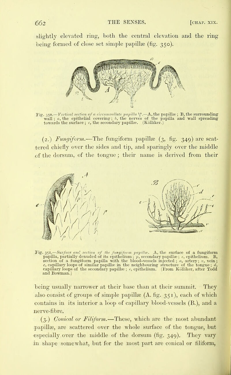 slightly elevated ring, both the central elevation and the ring being formed of close set simple papillae (fig. 350). rig-. 350.— Vertical section of a circtimvallatr fiainlla Y.—A, the papillfe ; B, the surrounding -wall; a, the epithelial coveiing-; h, tlie ne rves of the papilla and -«'all spreading to-n'ards the surface; c, the secondary papilla-. (Kiilliker.) (2.) Fungiform.—The fungiform papillfe (3, fig. 349) are scat- tered chiefly over the sides and tip, and sparingly over the middle of the dorsum, of the tongue; their name is derived from their Fig. 351.—Surface and section of the fungiform X'apiihr. A, the surface of a fungiform papilla, partially denuded of its epithelium ; Pi secondary papillie ; c, epithelium. B, section of a fungiform papilla -with the blood-vessels injected ; o, artery; v, vein; c, capillai-y loops of similar papillee in the neighbouring stmcture of the tong-ue; d, capillary loops of the secondai-y papilla;; c, epithelium. (From Kiilliker, after Todd and Bo-wman.) being usually narrower at their base than at their summit. They also consist of groups of simple papillse (A. fig. 351), each of which contains in its interior a loop of capillary blood-vessels (B.), and a nerve-fibre. (3.) Conical or Filiform.—These, which are the most abundant papillcC, are scattered over the whole surface of the tongue, but especially over the middle of the dorsum (fig. 349). They vary in shape somewhat, but for the most part are conical or filiform,