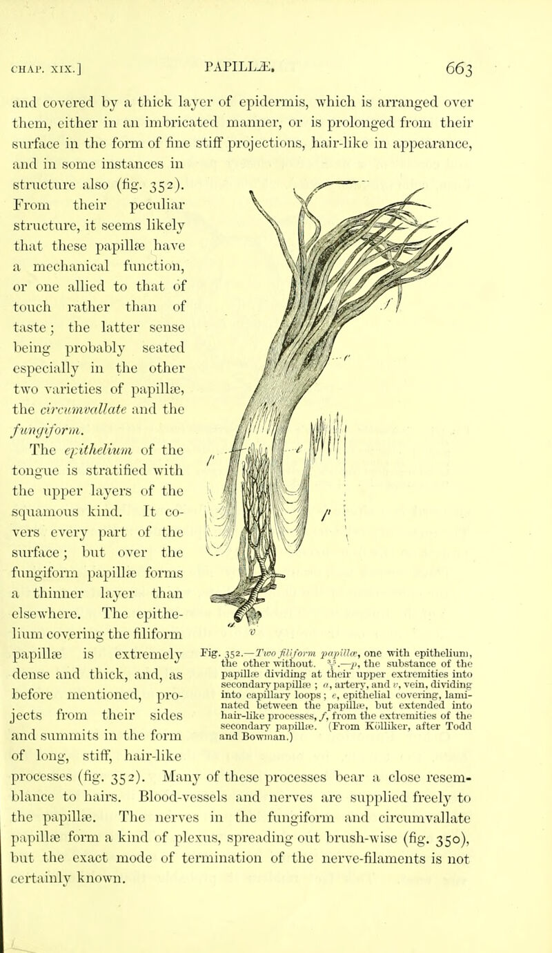 and covered by a thick layer of epidermis, which is arranged ovcv tliem, either in an imbricated manner, or is prolonged from their surftvce in the form of fine stiff projections, hair-like in appearance, and in some instances in structure also (fig. 352). From their peculiar structure, it seems likely that these papillte have a mechanical function, or one allied to that of touch rather than of taste; the latter sense being probably seated especially in the other two A-arieties of papillae, the cimimvallate and the fimyiform. The epithelium of the tongue is stratified with the upper layers of the squamous kind. It co- vers every part of the surface; but over the fmigiform papillio forms a thinner layer than elsewhere. The ej^ithe- lium covering the filiform papillae is extremely dense and thick, and, as before mentioned, pro- jects from their sides and summits in the form of long, stiff, hair-like processes (fig. 352). Many of these processes bear a close vesem- l)lance to hairs. Blood-vessels and nerves are supplied freely to the papilla\ Tlie nerves in the fungiform and circumvallate papillfe form a kind of plexus, spreading out brush-wise (fig. 350), but the exact mode of termination of the nerve-filaments is not certainlv known. Fig, . 352.— Two Jjliform pnpilUr, one with epithelium, the other without. V'—the substance of the papillifi dividing at their upper extremities into secondary papillfe ; o, artery, and v, vein, dividing into capillary loops; f, epithelial covering, lami- nated between the papillfe, but extended into hau'-like processes, /, from the extremities of the secondary' papUIfe. (From Kiilliker, after Todd and Bowiiian.)