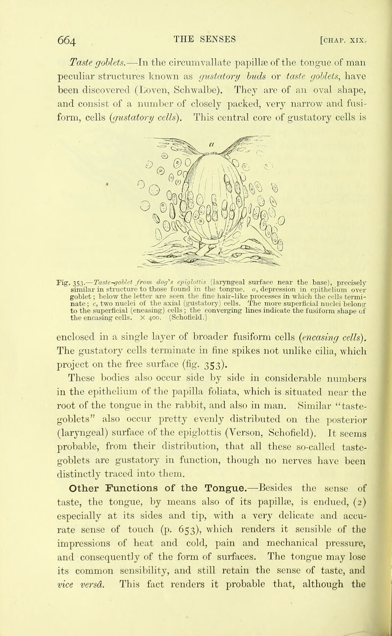 Taste goblets.—In the circumvallate papillfe of the tongue of man peculiar stractui'es known as gustatory buds or taste goblets, have been discovered (Loven, Schwalbe). Thej' are of an oval shape, and consist of a number of closely j^acked, very narrow and fusi- form, cells {gustatory cells). This central core of gustatory cells is Fig. 353.—Taste-gohlei from dog's epiglottis (laryngeal surface near the base), precisely similar in .sti-uctirre to those found in the tongiie. a, depression in epithelium over goblet; below the letter are seen the fine hair-like processes in which the colls termi- nate ; c, two nuclei of the axial (gustatoiy) cells. The more superficial nuclei belons- to tlie superficial (encasing) cells; the converging lines indicate the fusiform shape of the encasing cells. X 400. (Schofleld.) enclosed in a single layer of broader fusiform cells [encasing cells). The gustatory cells terminate in fine spikes not unlike cilia, which project on the free surface (fig. 353). These bodies also occur side by side in considoraljle numbers in the epithelium of the papilla foliata, which is situated near the root of the tongue in the rabbit, and also in man. Similar taste- goblets also occur pretty evenly distributed on the posterior (laryngeal) surface of the epiglottis (Verson, Schofield). It seems probal)le, from their distribution, that all these so-called taste- goblets are gustatory in function, though no nerves have been distinctly traced into them. Other Functions of the Tongue.—Besides the sense of taste, the tongue, by means also of its papillae, is endued, (2) especially at its sides and tip, with a very delicate and accu- rate sense of touch (p. 653), which renders it sensible of the impressions of heat and cold, pain and mechanical pressure, and consequently of the form of surfaces. The tongue may lose its common sensibility, and still retain the sense of taste, and vice versd. This fact renders it probable that, although the