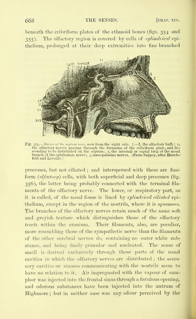 beneath the cribriform plates of the ethmoid bones (figs. 354 and 355). The olfactory region is covered by cells of cylindrical epi- thelium, prolonged at their deep extremities into fine branched. Fig. 354.—Nerves of the septum nasi, seen from the right side. ^ .—I, the olfactoiy bulb ; the olfactoiy nerves passing through the toramina ot the cribrifonn plate, and de- scending to be distributed on the septum ; 2, the internal or septal twig of the nasal branch of the ophthalmic nerve; 3, naso-palatino nerves. (From Sappey, after Hirseh— feld and Leveillfv) processes, but not ciliated ; and interspersed with these are fusi- form (olfactory) cells, with both siiperficial and deep processes (fig. 356), the latter being probably connected with the terminal fila- ments of the olfactory nerve. The lower, or respiratory part, as- it is called, of the nasal fossae is lined by cylindrical ciliated epi- thelium, except in the region of the nostrils, where it is squamous. The branches of the olfactory nerves retain mvich of the same soft and greyish texture Avhich distinguishes those of the olfactory tracts within the cranium. Their filaments, also, are peculiar, more resembling those of the sympathetic nerve than the filaments of the other cerebral nerves do, containing no outer white suV)- stance, and being finely granular and niicleated. The sense of smell is derived exclusively through those parts of the nasal cavities in which the olfactory nerves are distributed ; the acces- sory cavities or sinuses communicating with the nostrils seem to have no relation to it. Air impregnated with the vapour of cam- phor was injected into the frontal sinus through a fistulous opening, and odorous substances have been injected into the anti-um of Highmore; but in neither case was a,ny odour perceived by the
