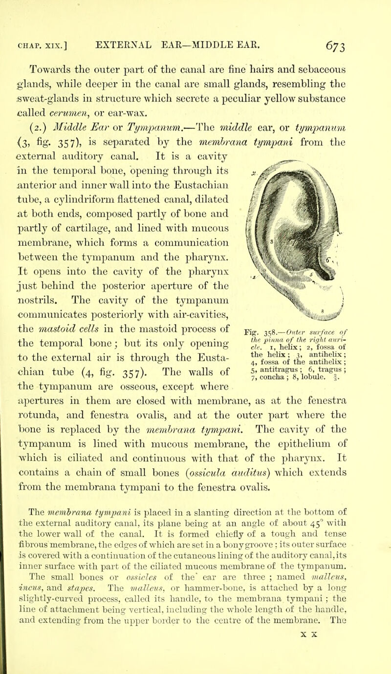 Towards the outer part of the canal are fine hairs and sebaceous glands, while deeper in the canal are small glands, resembling the .sweat-glands in structure which secrete a peculiar yellow substance called cerumen, or ear-wax. (2.) Middle Ear or Tympanum.—The middle ear, or tympanum (3, fig. 357), is separated by the memhrana tympani from the external auditory canal. It is a cavity in the temporal bone, opening through its anterior and inner wall into the Eustachian tube, a cylindriform flattened canal, dilated xit both ends, composed partly of bone and partly of cartilage, and lined with mucous membrane, which forms a communication between the tympanum and the pharynx. It opens into the cavity of the pharynx just behind the posterior aperture of the nostrils. The cavity of the tympanum comnninicates posteriorly with air-cavities, the mastoid cells in the mastoid process of the temporal bone; but its only opening to the external air is through the Eusta- chian tube (4, fig. 357)- The walls of ^;.^oSfs/iobl^tT' the tympanum are osseous, except where -apertures in them are closed with membrane, as at the fenestra rotunda, and fenestra ovalis, and at the outer part where the bone is replaced by the memhrana tympani. The cavity of the tympanum is lined with mucous membrane, the epithelivuxL of which is ciliated and continuous with that of the pharynx. It contains a chain of small bones (pssicula auditus) which extends from the membrana tympani to the fenestra ovalis. The memiiYina. tympani is placed in a slanting direction at the bottom of the external auditory canal, its plane being at an angle of about 45 with the lower wall of the canal. It is formed chiefly of a tough and tense fibrous membrane, the edges of which are set in a bony gTOOve; its outer surface is covered with a continuation of tlie cutaneous lining of the auditory canal, its inner surface with part of the ciliated mucous membrane of the tympanum. The small bones or o.isicIcs of the ear are three ; named malleus, incus, and stapes. The malleus, or hammer-bone, is attached by a long slightly-curved process, called its handle, to the membrana tympani ; the line of attachment being vertical, including the whole length of the handle, and extending from the upper border to the centre of the membrane. The X X Fig. 358.— Outer surface of the pinna of the right auri- cle. I, heMx; 2, fossa of the helix; 3, antihelix; 4, fossa of the antihelix;