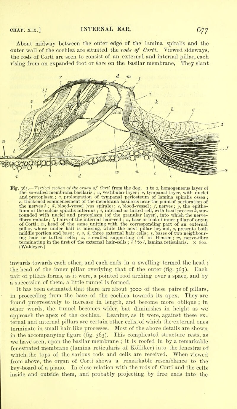 About midway between the outer edge of the lamina spiralis and the outer wall of the cochlea are situated the rods of CoHi. Viewed sideways, the rods of Corti are seen to consist of an external and internal pillar, each rising from an expanded foot or hasc on the basilar membrane. They slant Pig. 363.— Vertical section nf the nrr/an of Corti from the dog. i to 2, homogeneous layer of the so-caUed membrana basilaris ; n, vestibular layer; v, tjTnpanal layer, with nuclei and protoplasm; a, prolongation of tympanal periosteum of lamina spiralis ossea ; c, thickened commencement of the membrana basilaris near the pointof perforation of the nerves Ji; <1, blood-vessel (vas spirale); e, blood-vessel; /, nerves ; g, the epithe- lium of the sulcus spiralis intemus ; internal or tufted cell, vrith basil process k, sur- rounded with nuclei and protoplasm (of the granular layer), into which the nerve- flbres radiate; hairs of the internal hair-cell; n, base or foot of inner pillar of organ of Corti; m, head of the same uniting with the coiTesponding part of an external pillar, whose under half is missing, while the next pillar beyond, 0, presents both middle portion and base ; r, s, d, three external hail' cells ; t, bases of two neighbour- ing hair or tufted cells; x, so-called supporting cell of Hensen; jc, nerve-flbre terminating in the first of the external hair-cells ; I I to I, lamina reticularis, x 800. (Waldeyer.) inwards towards each other, and each ends in a swelling termed the head ; the head of the inner pillar overlying that of the outer (fig. 363). Eacli pair of pillars forms, as it were, a pointed roof arching over a space, and by a succession of them, a little tuunel is formed. It has been estimated that there are about 3000 of these pairs of pillars, in proceeding from the base of the cochlea towards its apex. They are found progressively to increase in length, and become more obliciue ; in other words, the tunnel becomes wider, but diminislies in height as we approach the apex of the cochlea. Leaning, as it were, against these ex- ternal and internal pillars are certain other cells, of which the-external ones terminate in small liair-like processes. Most of the above details are shown in tlie accompanying figure (fig. 363). This complicated structure rests, as we have seen, upon the basilar membrane ; it is roofed in by a remarkable fenestrated membrane (lamina reticularis of Kolliker) into the fenestras of which the tops of the various rods and cells are received. When viewed from above, the organ of Corti shows a remarkable resemblance to the key-board of a piano. In close relation with the rods of Corti and the cells inside and outside them, and probably projecting by free ends into the