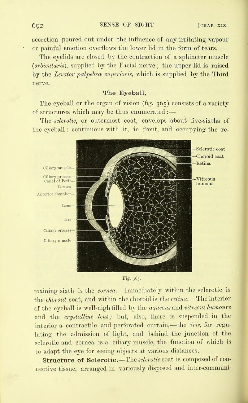 secretion poured out under the influence of any irritating vapour or painful emotion overflows the lower lid in the form of tears. The eyelids are closed by the contraction of a sphincter muscle (orbicularis), supplied by the Facial nerve; the upper lid is raised by the Levator palpehrce superioris, which is supplied by the Third nerve» The Eyeball. The eyeball or the organ of vision (fig. 365) consists of a variety of structures which may be thus enumerated :— The sclerotic, or outermost coat, envelops about five-sixths of the eyeball: continuous with it, in front, and occupying the re- Kg- 365. inaining sixth is the cornea. Immediately within the sclerotic is the choroid coat, and within the choroid is the retina. The interior of the eyeball is well-nigh filled by the aqueous and vitreous humours and the crystalline lens; but, also, there is suspended in the interior a contractile and perforated curtain,—the iris, for regu- lating the admission of light, and behind the junction of the sclerotic and cornea is a ciliary muscle, the function of which is to adapt the eye for seeing objects at various distances. Structure of Sclerotic.—The sclerotic coat is composed of con- nective tissue, arranged in variously disposed and intcr-communi-