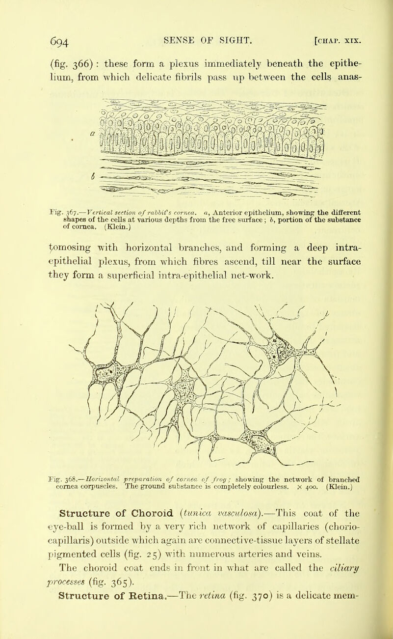 (fig. 366) : these form a plexus immediately beneath the epithe- lium, from which delicate fibrils pass iip between the cells anas- rig. 367.—Vertical section of ralhiCs cornea, a, Anterior epithelium, showing the diiferent shapes of the cells at various depths from the free surface ; 6, portion of the substance of cornea. (Klein.) ^omosing with horizontal branches, and forming a deep intra- epithelial plexus, from which fibres ascend, till near the surface they form a superficial intra-epithelial net-work. Fig. 368.—Uoriionlal preparation 0/ cornea of frog; showing' the network of branched cornea corpuscles. The ground substance is completely colourless, x 400. (Klein.) Structure of Choroid (tunica vasculosa).—Tliis coat of the eye-ball is Ibrmcd by a very rich network of capillaries (chorio- capillaris) outside which again are connective-tissue layers of stellate pigmented cells (fig. 25) with numerous arteries and veins. The choroid coat ends in front in what are called the c'diari/ processes (fig. 365). Structure of Retina.—The retina (fig. 370) is a delicate mem-