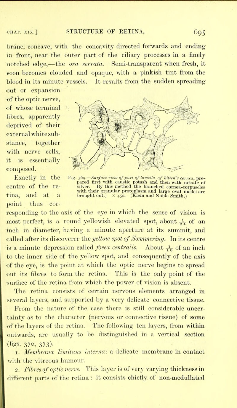 360.—Surface vkio of part of Unntlla of kitten's cornea, pre- imred first with caustic potash and theu with nitrate of silver. By this method the branched cornea-corpuscles with their granular protoplasm and large oval nuclei are broug-ht out.) x 450. (Klein and Noble Smith.) 4>r;ine, concave, with tlie concavity directed forwards and ending in front, near the outer part of the ciliary processes in a finely jiotched edge,—the ora serrata. Semi-transparent when fresh, it soon becomes clouded and opaque, with a pinkish tint from the l)lood in its mintite vessels. It results from the sudden spreading <iut or expansion of the optic nerve, of whose terminal tibres, apparenth' tleprived of their external wdiite sub- stance, together with nerve cells, it is essentially composed. Exactly in the centre of the re- tina, and at a ])oint thus cor- responding to the axis of the eye in which the sense of vision is most perfect, is a round yellowish elevated spot, about -^-^ of an inch in diameter, having a minute aperture at its stimmit, and called after its discoverer the yelloiv spot of Stxmmering. In its centre is a minute depression called fovea centralis. About ^ of an inch to the inner side of the yellow spot, and consequently of the axis of the eye, is the point at which the optic nerve begins to spread out its fibres to form the retina. This is the only point of the isurface of the retina from which the power of vision is absent. The retina consists of certain nervous elements arranged in several layers, and supported by a very delicate connective tissue. From the nature of the case there is still considerable imcer- tainty as to the character (nervous or connective tissue) of some < if the layers of the retina. The following ten layers, from within outwards, are usually to be distinguished in a vertical section (figs. 370, 373). 1. Memhrana limitans interna: a delicate membrane in contact with the vitreous humour. 2. Filres of optic nerve. This layer is of very varying thickness in xlifterent parts of the retina : it consists chiefly of non-meduUated