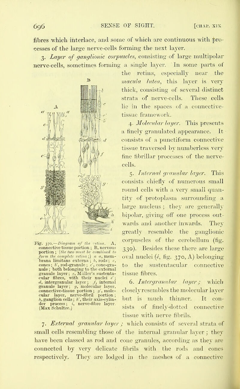 fibres •which iiiterlace, and some of whicli are continuous Avith pro- cesses of the hxrge ner-\-e-cells forming the next layer. 3. Layer of ganglionic corpuscles, consisting of large miiltipolar nerve-cells, sometimes forming a single layer. ' In some parts of the retina, especially near tlie ^ macula lutea, this layer is very thick, consisting of several distinct strata of nerve-cells. These cells lie in the spaces of a connective- tissue framework. 4. Jllolerulai' layer. This presents a finely granulated appearance. It consists of a punctiform connective tissue traversed by luiniberless very fine tiV)rillar processes of the nerve- cells. 5. Internal gramdar layer. This consists chiefly of numerous small roiuid cells with a very small quan- tity of protoplasm surrounding a large nucleus ; they are generally bipolar, giving off one process out- wards and another inwards. They greatly resemble the ganglionic corjjuscles of the cerebellum (fig. 'retina. A, B, nervous J?ig. 370.—Dingram of the connective tissue portion portion ; {the two must he enmhined to form the enmptete retina ;) a a, mem- brana limitans externa ; rods; r, cones; V, rod-gi-anule ; c , cone-gra- nule ; both belonging to the external granule layer; e, MiiUer's sustenta- cular fibres, with their nuclei e' \ d, intergxanular layer; ./', internal granule layer; <i, molecular layer, connective-tissue portion ; .7', mole- cular layer, nen e-fibrU portion; /i, ganglion cells; h', their axis-cylin- der process; i, nerve-flbre layer. (Max Schultze.) 330). Besides these there are large oval nuclei (e, tig. 370, A) belonging- to the sustentacular connective tissue fibres. 6. Intergrannlar layer; which closely resembles the molecular layer but is much thinner. It con- sists of finelj'-dotted connective tissne with nerve fibrils. \\ hich consists of several strata of small cells resembling those of the internal graiaular layer; they have been classed as rod and cone granules, according as they are connected by very delicate filirils with the rods and cones respectively. They are lodged in the meshes of a connectiA'c 7. External granular layer