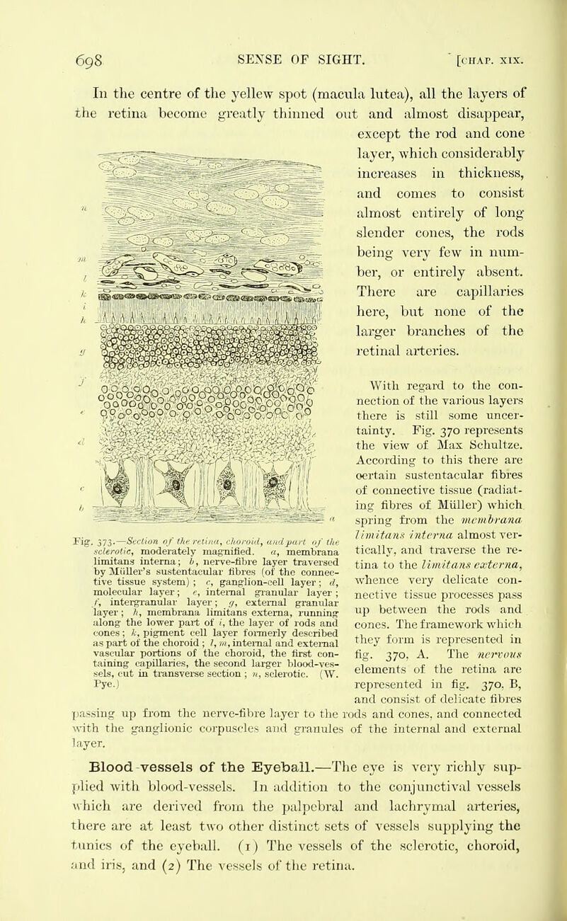 In the centre of the yellew spot (macvila lutea), all the layers of the retina become greatly thhnied out and almost disappear, except the rod and cone layer, which considerably increases in thickness, and comes to consist almost entirely of long- slender cones, the rods being very few in num- ber, or entirely absent. There are capillaries here, but none of the larger branches of the retinal arteries. Witli regard to the con- nection of tlie various layers there is still some uncer- tainty. Fig. 370 represents the view of Max Scliultzc. According to this there are certain sustentacular fibres of connective tissue (radiat- ing fibres of Miiller) which spring from the mciiihrana, a mi tana interna almost ver- tically, and traverse the re- tina to the liinitanx externa, whence very delicate con- nective tissue processes pass up between the rods and cones. The framework which they form is represented in fig- 370> ^- The ncrvimn elements of the retina are represented in fig. 370, B, and consist of delicate fibres passing up from the nerve-fibre layer to the rods and cones, and connected with tlie ganglionic corpuscles and granules of the internal and external layer. Blood-vessels of the Eyeball.—The eye is very richly sup- filied with blood-vessels. In addition to the conjunctival vessels which are derived from the palpebral and lachrymal arteries, there are at least two other distinct sets of vessels supplying the tunics of the eyeball, (i) The vessels of the sclerotic, choroid, and iris, and (2) The vessels of the retina. 373.—Section of the retina^ chot-oid, andpart of the sclerotic, moderately magnified. a, membrana limitans interna; h, nerve-fibre layer traversed by MiiUer's sustentacular fibres (of tlio connec- tive tissue system) ; <■, ganglion-cell layer; il, molecular layer; e, internal granular layer ; intergranular layer; external granular layer; h, membrana limitans externa, nmninpr along- the lower part of 1, the layer of rods and cones; k, pigment cell layer foi-merly described as part of the choroid ; I, m, internal and external vascular portions of the choroid, the first con- taining capillaries, the second larger blood-ves- sels, cut in transvei'se section ; «, sclerotic. (Sv. Pye.)