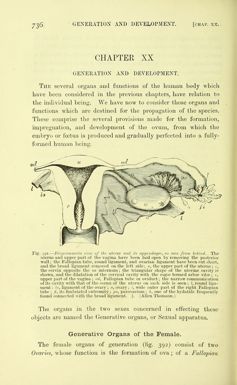 CHAPTEK XX GENERATION AND DEVELOPMENT. The several organs and functions of the human body which have been considered in the previous chapters, have relation to the individual being. We have now to consider those organs and functions which are destined for the propagation of the species. These comprise the several provisions made for the formation, impregnation, and development of the ovum, from which the embiyo or foetus is produced and gradually perfected into a fully- formed hitman being. Fig. 392.—Dififirnmmatic view of tjtc uterus and its apperidaf/es, as seen from hcJiind. The uteras and upper part of the vagina have been laid open by removing the posterior wall; the Fallopian tube, round ligament, and ovarian ligament have tieen cut short, and the broad ligament removed on the left side; v, the upper part of the uterus; r, the cervix opposite the os internum; the triangular shape of the uterine cavity is shown, and the dilatation of the cei-vical cavity with the rugse termed arbor vitae; v, upper part of the vagina ; od. Fallopian tube or oviduct; the naiTow communication of its cavity with that of the comu of the utei-us on each side is seen ; round liga- ment : lo, ligament of the ovaiy ; o, ovary ; /, wide outer part of the right Fallopian tube ; f, its fimbriated extremity; po, parovarium ; one of the hydatids frequently found connected with the broad ligament, i. (Allen Thomson.) The organs in the two sexes concerned in effecting these objects are named the Generative organs, or Sexual apparatus. Generative Organs of the Female. The female organs of generation (fig. 392) consist of two Ovaries, whose function is the formation of ova; of a Fallopian