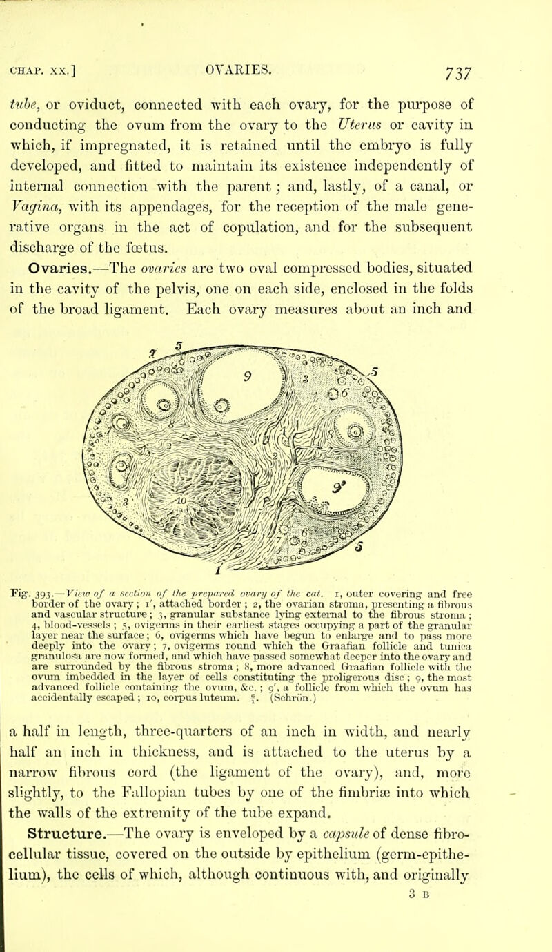 tube, or oviduct, connected with each ovary, for the purpose of conducting the ovum from the ovary to the Uterus or cavity in which, if impregnated, it is retained until the embryo is fully developed, and fitted to maintain its existence independently of internal connection with the parent; and, lastly, of a canal, or Vagina, with its appendages, for the reception of the male gene- rative organs in the act of copulation, and for the subsequent discharge of the foitus. Ovaries.—The ovaries are two oval compressed bodies, situated in the cavity of the pelvis, one on each side, enclosed in the folds of the broad ligament. Each ovary measures about an inch and Figr. 393.— View of a sertion nf the prepared ovary of the cat. i, outer coveringr and free border of the ovary ; i', attached border ; 2, the ovarian sti-omii, presenting' a fibrous and vascular structure; 3, granular substance Ijing external to the fibrous stroma; 4, blood-vessels ; 5, ovigenns in their earliest stages occupying a part of the granular layer near the sm'face; 6, ovigerms which have begun to enlai-ge and to pass more deeply into the ovary; 7, ovigemis round 'which the Graafian follicle and tunira granulosa are now formed, and which have passed somewhat deeper into the ovary and are surrounded by the fibrous stroma; 8, more advanced Graafian follicle with the ovum imbedded in the layer of cells constituting the proligerous disc ; g, the most advanced follicle containing the ovum, &e.; 9', a follicle from which the ovum has accidentally escaped ; 10, coi-pus luteum. ^. (Schriin.) a half in length, three-quarters of an inch in width, and nearly half an inch in thickness, and is attached to the uterus by a narrow fibrous cord (the ligament of the ovary), and, more slightly, to the Fallopian tubes by one of the fimbrice into which the walls of the extremity of the tube expand. Structure.—The ovary is enveloped by a ca^mde of dense fibro- cellular tissue, covered on the outside by epithelium (germ-epithe- lium), the cells of which, although continuous with, and originally 3 li