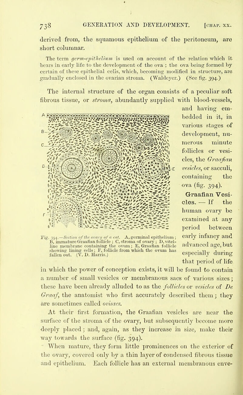 derived from, the squamous epithelium of the peritoneum, are short columnar. The term {lorm-cpitlwlmm is used on account of the relation which it bears in early life to the development of the ova ; the ova being formed by- certain of these epithelial cells, which, becoming modified in structure, are gradually enclosed in the ovarian stroma. (Waldeycr.) (See fig. 394.) The internal structure of the organ consists of a peculiar soft fibrous tissue, or stroma, abundantly supplied with blood-vessels, and having em- bedded in it, in various stages of development, nu- merous minute follicles or vesi- cles, the Graafian vesicles, or sacculi, containing the ova (fig. 394). Graafian Vesi- cles. — If the human ovary be examined at any period between early infancy and advanced age, but especially during that period of life in which the power of conception exists, it will be found to contain a number of small vesicles or membranous sacs of various sizes; these have been already alluded to as the follicles or vesicles of De Grac(f, the anatomist who first accurately described them; they are sometimes called ovisacs. At their first formation, the Graafian vesicles are near the surface of the stroma of the ovary, but subsequently become more deeply placed; and, again, as they increase in size, make their way towards the surface (fig. 394).  When mature, they form little prominences on the exterior of the ovary, covered only by a thin layer of condensed fibrous tissue and epithelium. Each follicle has an external membranous enve- Pig. 394,—Section of the ovnrji of a cat. A, germinal epithelium ; B, immature Graafian follicle ; C, stroma of ovary ; D, vitel- line membrane containing the ovum; E, Graafian follicle showing lining cells; F, foUicle from which the ovum has fallen out. (V. D. Harris.)