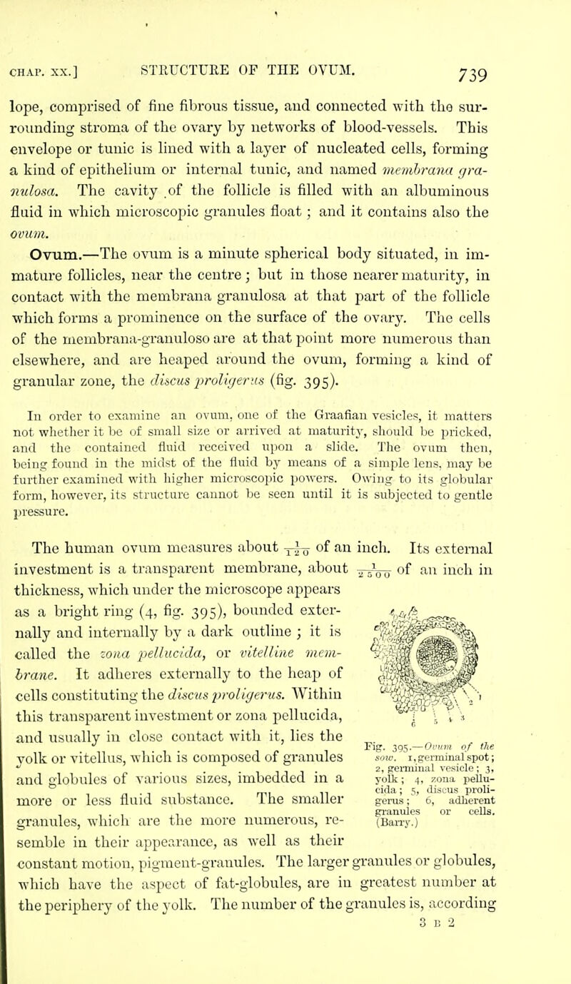 lope, comprised of fine fibrous tissue, aud connected with the sur- rounding stroma of the ovary by networks of blood-vessels. This envelope or tunic is lined with a layer of nucleated cells, forming a kind of epithelium or internal tunic, and named mcmhrana gra- nulosa. The cavity of the follicle is filled with an albuminous fluid in which microscopic granules float; and it contains also the ovum. Ovum.—The ovum is a minute spherical body situated, in im- mature follicles, near the centre; but in those nearer maturity, in contact with the membrana granulosa at that part of the follicle which forms a prominence on the surface of the ovary. The cells of the liiembrana-granuloso are at that point more numerous than elsewhere, and are heaped around the ovum, forming a kind of granular zone, the discus prolir/erus (fig. 395). In order to examine an ovum, one of the Graafian vesicles, it matters not whether it be of small size or arrived at maturity, should be pricked, and the contained fluid received upon a slide. The ovum then, being found in the midst of the fluid by means of a simple lens, may be further examined with higher microscopic powers. Owing to its globular form, however, its structure cannot be seen until it is subjected to gentle pressure. The human ovum measures about of an incli. Its external investment is a transparent membrane, about of ^^^ iiich in thickness, which under the microscope appears as a bright ring (4, fig. 395), bounded exter- nally and internally by a dark outline ; it is called the zona 2^elluc/'da, or vitelline mem- brane. It adheres externally to the heap of cells constituting the discus liroligerus. Within this transparent investment or zona pellucida, and usually in close contact with it, lies the volk or vitellus, which is composed of granules and globules of various sizes, imbedded in a more or less fluid substance. The smaller granules, which are the more numerous, re- semble in their appearance, as well as their constant motion, pigment-granules. The larger granules or globules, which have the aspect of fat-globules, are in greatest number at the periphery of the yolk. The number of the granules is, according 3 B 2 Fig. 395.— Drum of the sow. I, germinal spot; 2, freiuiiual vesicle; 3, yoUc; 4, zona pellu- cida ; 5, discus proli- gerus; 6, adherent gi-anules or cells. (Bany.)