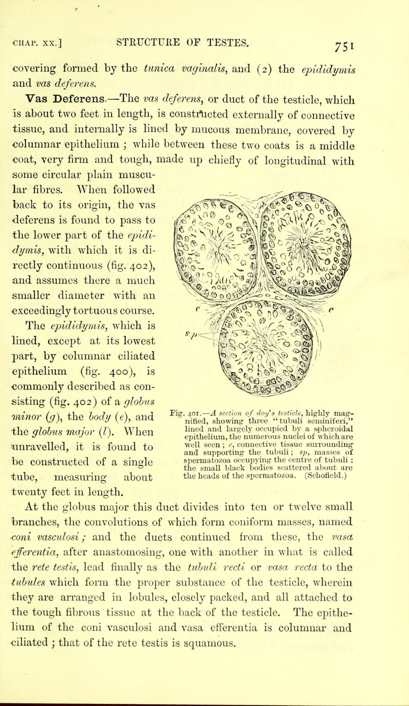 0 covering formed by the tunica vag'malis, and (2) the epididymis and vas deferens. Vas Deferens.—The vas deferens, or duct of the testicle, which is about two feet in length, is coustilicted externally of connective tissue, and internally is lined by mucous membrane, covered by columnar epithelium ; while between these two coats is a middle coat, very firm and tough, made up chiefly of longitudinal with some circular plain muscu- lar fibres. When followed back to its origin, the vas deferens is found to pass to the lower part of the epidi- dymis, with which it is di- rectly continuous (fig. 402), and assumes there a much smaller diameter with an exceedingly tortuous course. The epididymis, which is lined, except at its lowest part, by columnar ciliated eijithelium (fig. 400), is ■commonly described as con- sisting (fig. 402) of a globus minor (g), the hody (e), and the globus major (l). When unravelled, it is found to be constructed of a single tube, measuring about twenty feet in length. At the globus major this duct divides into ten or twelve small branches, the convolutions of which form coniform masses, named ■coni vasculosi; and the ducts continued from these, the vasa efferentia, after anastomosing, one with another in what is called the rete testis, lead finally as the tuhidi recti or vasa recta to the tubules which form the pi'oper substance of the testicle, wherein they are arranged in lobules, closely packed, and all attached to tlie tough fibrous tissue at the back of the testicle. The epithe- lium of the coni vasculosi and vasa efferentia is columnar and ciliated ; that of the rete testis is squamous. . 401.—A section of dog''s testicle^ highly mag- nitied. ehowing three tubuli seminiferi, lined and lai-g-ely occupied by a spheroidal epithelium, the numerous nuclei of which are ■well seen ; r, eomiective tissue sm-roundinff and supporting the tubuli; sp, masses of spermatozoa occupying the centre of tubuli : the small black bodies scattered about are the heads of the spermatozoa. (Schofield.)