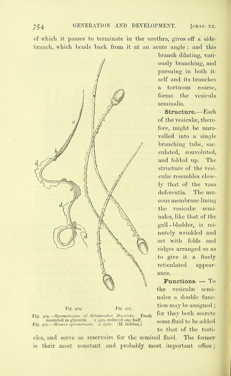 of which it passes to terminate in the urethra, gives off a side- branch, which bends back from it at an acute angle : and this branch dilating, vari- ously branching, and pursuing in both it- self and its branches a tortuous course, forms the vesiciila seminalis. Structure.—Each of the vesiculte, there- fore, might be unra- velled into a single branching tube, sac- culated, convoluted, and folded up. The structure of the vesi- culfe resembles close- ly that of the vasa deferentia. The mu- cous membrane lining the vesiculse semi- nales, like that of the gall - bladder, is mi- nutely wrinkled and set with folds and ridges arranged so as to give it a finely reticulated appear- ance. Functions. — To the vesiculfe scmi- nales a double func- tion may be assigned; for they both secrete some fluid to be added to that of the testi- cles, and serve as reservoirs for the seminal fluid. The former is their most constant and probably most important office; pig. 404. Kg-. 405- Fig. 404.—Spermatozoon of Salammidra Mnrulnta. Fresh mounted in glyceiin. X 950, reduced one half. Fig. 405.—Human sperrnaloioa. X 2500. (H. Gibbes.)