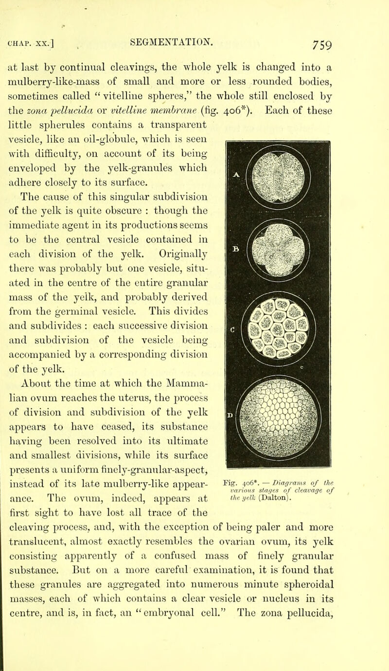 at last by continual cleavings, the whole yelk is changed into a mulberry-like-mass of small and more or less rounded bodies, sometimes called  vitelline spheres, the whole still enclosed by the zona pellvcida or vitellme membrane (fig. 406*). Each of these little spherules contains a transparent vesicle, like an oil-globule, which is seen with difficulty, on account of its being- enveloped by the yelk-granules which adhere closely to its surface. The cause of this singular subdivision of the yelk is quite obscure : though the immediate agent in its productions seems to be the central vesicle contained in each division of the yelk. Originally there was probably but one vesicle, situ- ated in the centre of the entire granular mass of the yelk, and probably derived from the germinal vesicle. This divides and subdivides : each successive division and subdivision of the vesicle being- accompanied by a corresponding division of the yelk. About the time at which the Mamma- lian ovum reaches the uterus, the process of division and subdivision of the yelk appears to have ceased, its substance having- been resolved into its ultimate and smallest divisions, while its surface presents a uniform fincly-granular-aspect, instead of its late mulberry-like appear- ance. The ovum, indeed, appears at first sight to have lost all trace of the cleaving process, and, with the exception of being paler and more translucent, almost exactly resembles the ovarian ovum, its yelk consisting apparently of a confused mass of finely granular substance. But on a more careful examination, it is found that these granules are aggregated into numerous minute spheroidal masses, each of which contains a clear vesicle or nucleus in its centre, and is, in fact, an embryonal cell. The zona pellucida, Fig. 406*. — D/affraiiLt of the various stages of cleavage of the yelk (Dalton).