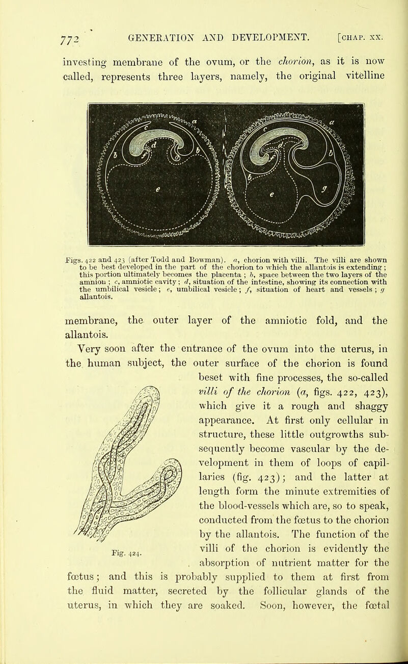 investing membrane of the ovum, or the chorion, as it is now called, represents three layers, namely, the original vitelline Pigs. 422 and 423 (after Todd aad Bowman), a, chorion with villi. The villi are shown to be best developed in the part of the chorion to which the allanti >is is extending-; this portion ultimately becomes the placenta ; .space between the two layers of the amnion ; c, amniotic cavity; d, situation of the inte.stine, showing its connection with the umbilical vesicle; c, umbilical vesicle; /, situation of heart and vessels ; .7 allantois. membrane, the outer layer of the amniotic fold, and the allantois. Very soon after the entrance of the ovum into the uterus, in the human subject, the outer surface of the chorion is found beset with fine processes, the so-called villi of the chorion (a,, figs. 422, 423), which give it a rough and shaggy appearance. At first only cellular in structure, these little outgrowths sub- sequently become vascular by the de- velopment in them of loops of capil- laries (fig. 423); and the latter at length form the minute extremities of the blood-vessels which are, so to speak, conducted from the foetus to the chorion by the allantois. The function of the villi of the chorion is evidently the absorption of nutrient matter for the foetus; and this is probably supplied to them at first from the fluid matter, secreted by the follicular glands of the uterus, in which they are soaked. Soon, however, the foetal