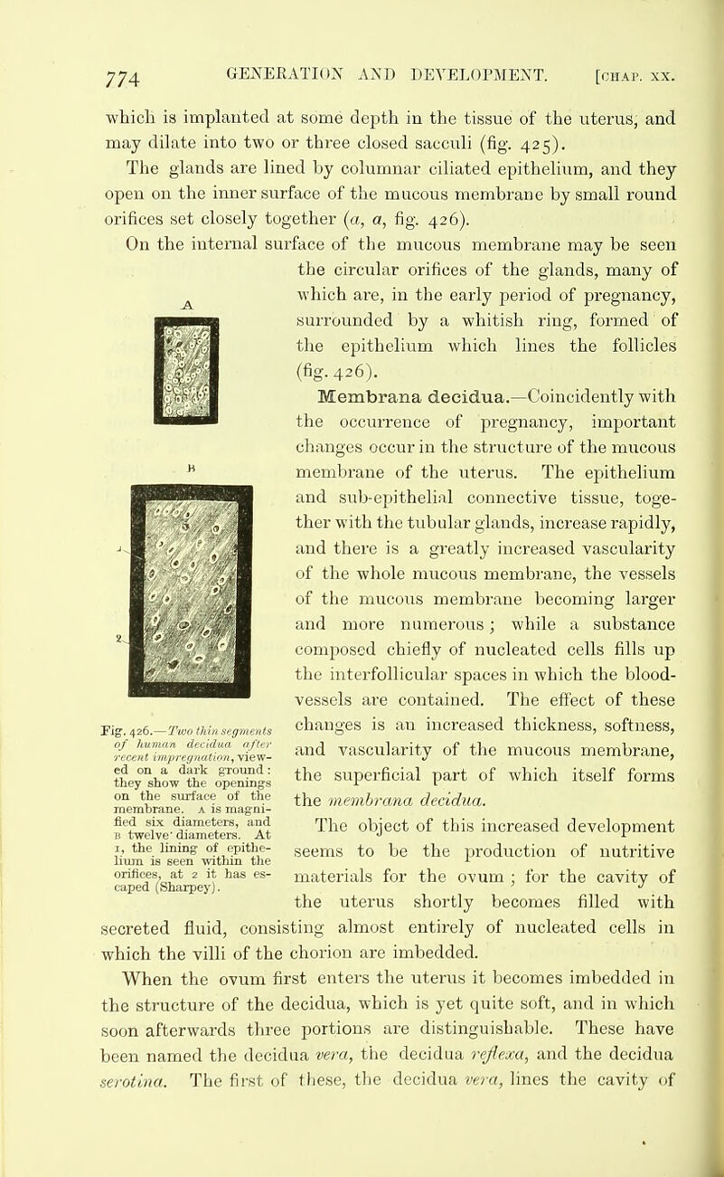 which is implanted at some depth in the tissue of the uterus, and may dilate into two or three closed sacculi (fig. 425). The glands are lined by columnar ciliated epithelium, and they open on the inner surface of the mucous membrane by small round orifices set closely together («, a, fig. 426). On the internal surface of the mucous membrane may be seen the circular orifices of the glands, many of which are, in the early period of pregnancy, surrounded by a whitish ring, formed of the epithelium which lines the follicles (fig. 426). Membrana decidua.—Coincidently with the occurrence of pregnancy, important changes occur in the structure of the mucous membrane of the uterus. The epithelium and sub-epithelial connective tissue, toge- ther with the tubular glands, increase rapidly, and there is a greatly increased vascularity of the whole mucous membrane, the vessels of the mucous membrane becoming larger and more numerous; while a substance composed chiefly of nucleated cells fills up the interfollicular spaces in which the blood- vessels are contained. The effect of these changes is an increased thickness, softness, and vascularity of the mucous membrane, the superficial part of which itself forms the memhrana decidua. The object of this increased development seems to be the production of nutritive materials for the ovum ; for the cavity of the uterus shortly becomes filled with secreted fluid, consisting almost entirely of nucleated cells in which the villi of the chorion are imbedded. When the ovum first enters the uterus it becomes imbedded in the structure of the decidua, which is yet quite soft, and in which soon afterwards three portions are distinguishable. These have been named the decidua vera, the decidua rejiexa, and the decidua serotina. The first of tiiese, the decidua vera, lines the cavity of Fig. 426.—Two thin segments of human decidua after recent impregnation, view- ed on a dark ground: they show the openings on the surface of tlie membrane, a is magni- fied six diameters, and B twelve' diameters. At I, the lining of epithe- lium is seen within the orifices, at 2 it has es- caped (Sharpey).