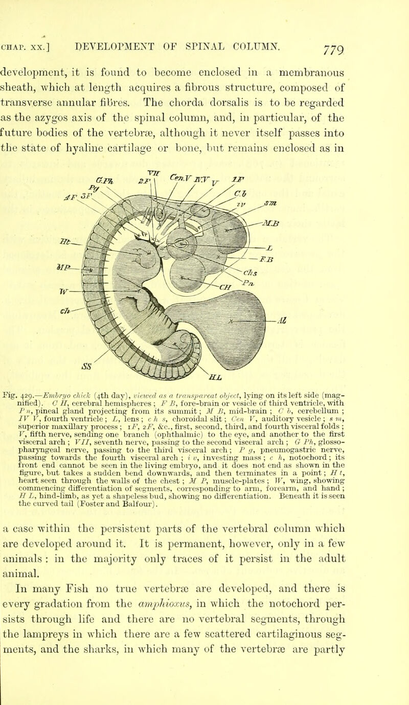 development, it is funnd to become enclosed in a membranous sheath, whicli at length acquires a fibrous structure, composed of transverse annular fibres. The cliorda dorsalis is to be regarded as the azygos axis of the spinal column, and, in particular, of the future bodies of the vertebne, although it never itself passes into the state of hyaline cartilage or bone, Imt remains enclosed as in Pig. 429.—Emhryo chick (4th day), vieived us n tnnisjjnreat ohjrct, lying on its left side (mag- niiled). C H, cerebral homisplieres ; F B, fore-brain or vesicle of tliird venti-icle, with Pit, pineal gland projecting from its summit; 31 B, mid-brain ; C b, cerebellum ; IV fourth ventricle; L, lens; ch s, choroidal sUt; Ceu V, auditory vesicle; sin, superior ma-xillary process ; iF, zF, &c., fii'st, second, thu'd, and fourth visceral folds ; r, fifth nerve, sending one branch (ophthalmic) to the eye, and another to the first visceral arch ; VII, seventh nerve, passing to the second visceral arch ; G Ph, glosso- pharyngeal nerve, passing to the third visceral arch; P ij, pneumogastric nerve, passing towards the fourth visceral arch ; 1 v, investing mass; c h, notochord; its front end cannot be seen in the living emtiiyo, and it does not end as shown in the fig<ire, but takes a sudden bend downwards, and then teiniinates in a point; Ht, heart seen through the walls of the chest; M P, muscle-plates ; W, wing, shovring commencing differentiation of segments, corresponding to ami, foreai-m, and hand; H L, hind-limb, as yet a shapeless bud, showing no differentiation. Beneath it is seen, the curved tail (Foster and Balfom-). a case •within the persistent parts of the vertebral column which are developed around it. It is permanent, however, only in a few animals : in the majority only traces of it persist in the adult animal. In many Fish no true vertebrtc are developed, and there is every gradation from the amphioxvs, in which the notochord per- sists through life and there are no veitebral segments, through the lampreys in which there are a few scattered cartilaginous seg- ments, and the sharks, in which many of the vertebrce are partly