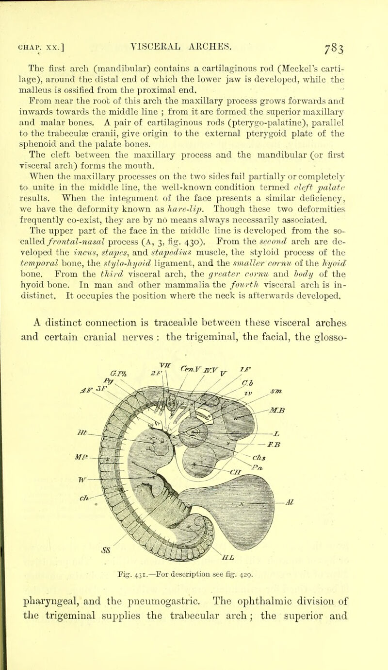 The first avcli (mandibular) contains a cartilaginous rod (Meckel's carti- lage), around the distal end of which the lower jaw is developed, while the malleus is ossified from the proximal end. From near the root of this arch the maxillary process grows forwards and inwards towards the middle line ; from it are formed the superior maxillary and malar bones. A pair of cartilaginous rods (ptei-ygo-palatine), parallel to the tral5eculse cranii, give origin to the external pterygoid plate of the sphenoid and the palate bones. The cleft between the maxillary process and the mandibular (or first visceral arch) forms the mouth. When the maxillary processes on the two sides fail partially or completely to unite in the middle line, the well-known condition termed clrff j'alati- results. When the integument of the face presents a similar deficiency, we have the deformity known as liare-lij). Though these two deformities frequently co-exist, they are by no means always necessarily associated. The upper part of the face in the middle line is developed from the so- called frontal-nasal process (A, 3, fig. 430). From the second arch are de- veloped the incus, stajies, and stajml/ws muscle, the styloid process of the tcriqjoral bone, the stylo-liyoid ligament, and the smaller cariiu of the hyoid bone. From the t.Mrd visceral arch, the greater cornu and body of the hyoid bone. In man and other mammalia the fovrfji visceral arch is in- distinct. It occupies the position where the neck is afterwards developed. A distinct connection is traceable between these visceral arches and certain cranial nerves : the trigeminal, the facial, the glosso- Fig. 4JI.—Fur descriptiun see Hg. 429. pharyngeal, and the pneumogastric. The ophthalmic division of tlie trigeminal supplies the traliecular arch; the superior and