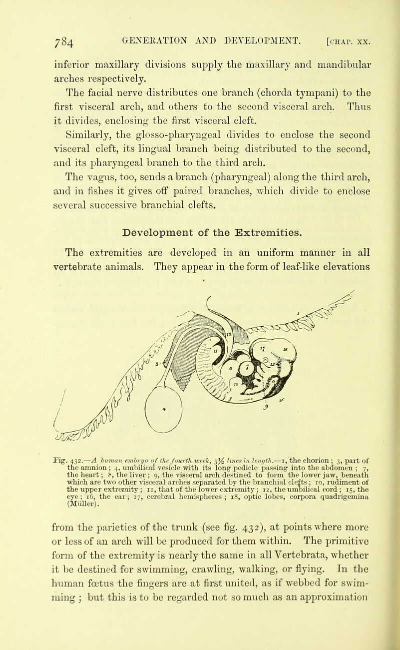 inferior maxillary divisions supply the maxillary and mandibular arches respectively. The facial nerve distributes one branch (chorda tympaui) to the first visceral arch, and others to the second visceral arch. Thus it divides, enclosing the first visceral cleft. Similarly, the glosso-pharyngeal divides to enclose the second visceral cleft, its liiagual branch being distributed to the second, and its pharyngeal branch to the third arch. The vagus, too, sends a branch (pharyngeal) along the third arch, and in fishes it gives off paired branches, which divide to enclose several successive branchial clefts. Development of the Extremities. The extremities are developed in an uniform manner in all vertebrate animals. They appear in the form of leaf-like elevations Pig. 432.—A Jnimnn emhryo of the fourth wpeli, ^% h7iex in lenifth.—i, the chorion ; 3» part of the amnion ; 4, umbilical vesicle with its long pedicle passing into the abdomen ; 7, the heart; the liver; 9, the visceral arch destined to form the lower jaw, beneath which are two other visceral arches separated by the branchial clefts ; 10, rudiment of the upper extremity ; 11, that of the lower extremity j 12, the umbilical cord ; 15, the eye; 16, the ear; 17, cerebral hemispheres; 18, optic lobes, corpora quadrigemina (MuUer). from the parieties of the trunk (see fig. 432), at points where more or less of an arch will be produced for them within. The primitive form of the extremity is nearly the same in all Vertcbrata, whether it be destined for swimming, crawling, walking, or flying. In the human foetus the fingers are at first united, as if webbed for swim- ming ; but this is to be regarded not so much as an approximatioii
