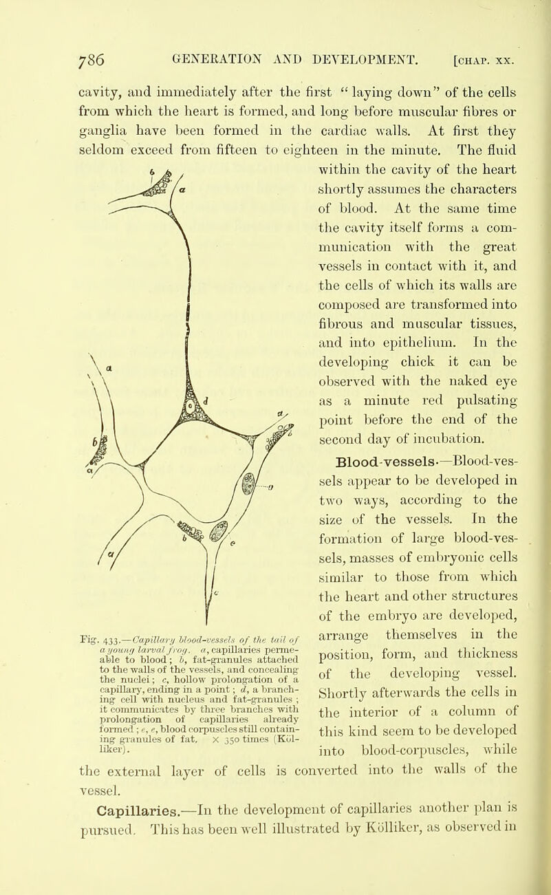 cavity, and immediately after the first  laying down of the cells from which the heart is formed, and long before muscular fibres or ganglia have been formed in the cardiac walls. At first thej'- seldom exceed from fifteen to eighteen in the minute. The fluid within the cavity of the heart shortly assumes the characters of blood. At the same time the cavity itself forms a com- munication with the great vessels in contact with it, and the cells of which its walls are composed are transformed into fibrous and muscular tissues, and into epithelium. In the developing chick it can be observed with the naked eye as a minute red pulsating point before tlie end of the second day of incubation. Blood-vessels-—Blood-ves- sels appear to be developed in two ways, according to the size of the vessels. In the formation of large blood-ves- sels, masses of embryonic cells similar to those from which the heart and other structures of the embryo are developed, arrange themselves in the position, form, and thickness of the developing vessel. Shortly afterwards the cells in the interior of a column of this kind seem to be developed into blood-corpuscles, while the external layer of cells is converted into the walls of the vessel. Capillaries.—In the development of capillaries another plan is pursued. This has been well illustrated by KoUiker, as observed in Fig. 433.—Oapillary Wood-vessels of the tail of ayouni/ larval frorj. a, capillaries perrae- aMe to blood; l>, fat-granules attached to the walls of the vessels, and concealing the nuclei; c, hollow prolongation of a capillaiy, ending in a point; d, a branch- ing cell with nucleus and fat-granules ; it communicates by thi-ee branches witli prolongation of capillaries already fonned blood corpuscles still contain- ing granules of fat, x 350 times (Kiil- liker).