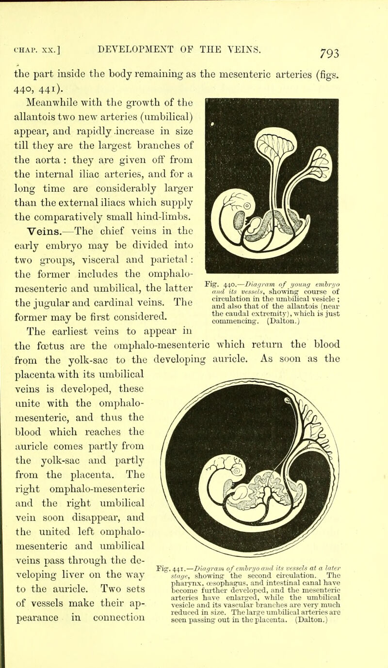 440.—Diagram of ijoung t^mhr/fo (I lid its vessels, showinfj course of circulation in the umbilical vesicle ; and also that of the aUantois (near the caudal extremity), which is just commencing. (Daltou.) the part mside the body remaining as the mesenteric arteries (figf 440, 441). Meaiawhile with the growth of the allautois two new arteries (umbilical) appear, and rapidly .increase in size till they are the largest branches of the aorta : they are given off from the internal iliac arteries, and for a long time are considerably larger than the external iliacs which supj^ly the comparatively small hind-limbs. Veins.—The chief veins in the early embryo may be divided into two groups, visceral and parietal : tlie former includes the omphalo- mesenteric and umbilical, the latter the jugular and cardinal veins. The former may be first considered. The earliest veins to appear in the foetus are the omphalo-mesenteric which return the blood from the yolk-sac to the developing auricle. As soon as the placenta with its umbilical veins is developed, these unite with the omijhalo- mesenteric, and thus the blood which reaches the auricle comes partly from the yolk-sac and partly from the placenta. The right omphalo-mesenteric and the right umbilical vein soon disappear, and the united left omphalo- mesenteric and umbilical veins pass through the de- veloping liver on the way to the auricle. Two sets of vessels make their ap- pearance in connection Fis . 441.—iJliu/ram 0/ i:iiihi\'/o oiid its ve^ssels at a later stiii/e, showing the second cii-culation. The pharynx. (X'sophagus. and intestinal canal have become further developed, and the mesenteric arteries have enlarged, while the umbilical vesicle and its vascular branches are very much reduced in size. The large umbilical arteries are seen passing out in the jjlaceuta. (Dalton.)