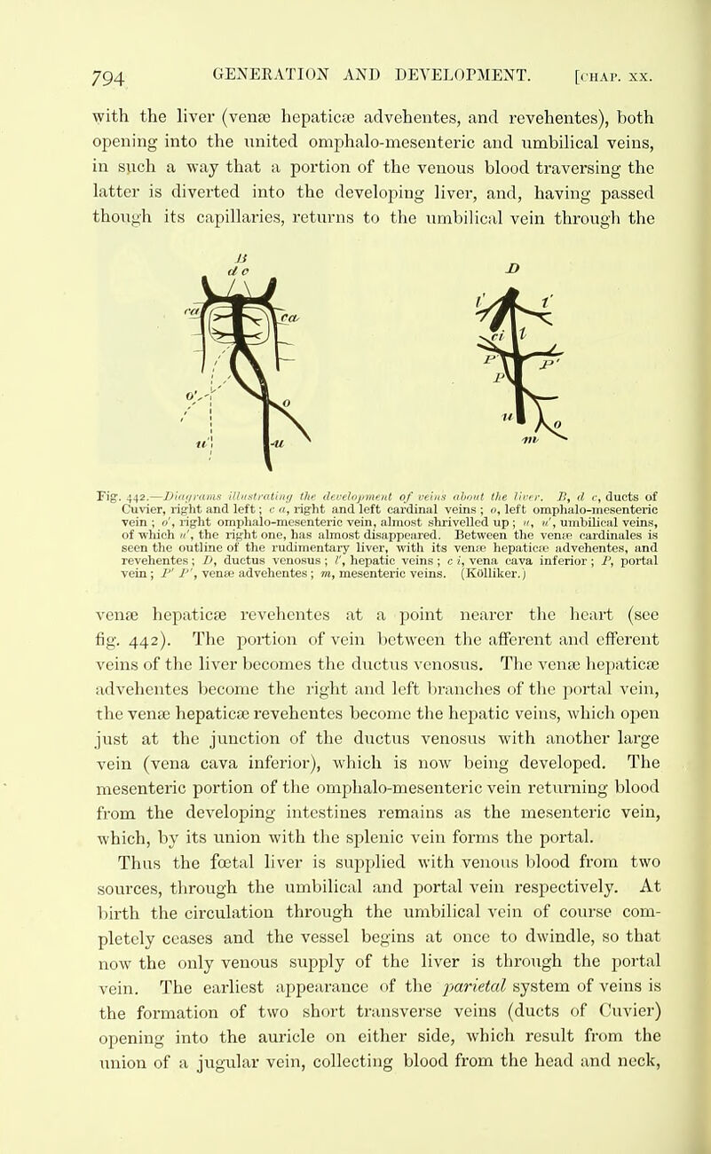 with the liver (vense hepaticfe advehentes, and rovehentes), both opening into the united omphalo-mesenteric and vimbilical veins, in such a way that a portion of the venous blood traversing the latter is diverted into the developing liver, and, having passed thoiigh its capillaries, returns to the umbilical vein through the Fig. 442.—Didiimms illiislrntiiii/ tlir derelajniunt of reins idniit the lin r. It, d r, ducts of Cuvier, right and left; r «, right and li'ft faidinal veins ; o, left omphalo-mesenteric Tein ; right omphalo-mesenteric vein, iilnmst shrivelled up; «, «', umbilical veins, of which «', the right one, has almost disappeared. Between the vense cardinales is seen the outline of the rudimentary liver, with its vense hepaticte advehentes, and revehentes; D, ductus veno.sus; t, hepatic veins ; c i, vena cava inferior ; 1', portal vein; I P', venfe advehentes; m, mesenteinc veins. (Kolliker.) venfe hepaticce revehentes at a point nearer tlae heart (see fig. 442). The portion of vein between the afferent and efferent veins of the liver becomes the ductus venosvis. The vena3 hepaticBe advehentes become the right and left l)ranches of the portal vein, the venee hepaticae revehentes become the hepatic veins, which ojjen just at the junction of the diictus venosus with another large vein (vena cava inferior), which is now being developed. The mesenteric portion of tlie omphalo-mesenteric vein returning blood from the developing intestines remains as the mesenteric vein, which, by its union with the splenic vein forms the portal. Thus the fatal liver is suj^plied with venous blood from two sources, through the umbilical and portal vein respectively. At birth the circulation through the umbilical vein of course com- pletely ceases and the vessel begins at once to dwindle, so that now the only venous supply of the liver is through the portal vein. The earliest appearance of the parietal system of veins is the formation of two short transverse veins (ducts of Cuvier) opening into the auricle on either side, Avhich result from the union of a jugular vein, collecting blood from the head and neck.