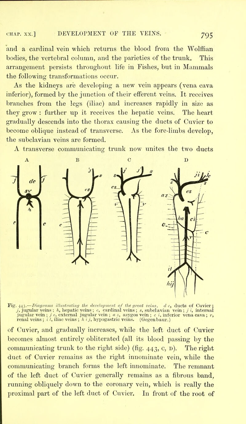 and a cardinal vein which returns the blood from the Wolffian bodies, the vertebral cohimn, and the parieties of the trunk. This arrangement persists throughout life in Fishes, but in Mammals the following transformations occur. As the kidneys are developing a new vein appears (vena cava inferior), formed by the junction of their efferent veins. It receives branches from the legs (iliac) and increases rapidly in size as thej' grow : further up it receives the hepatic veins. The heart gradually descends into the thorax causing the ducts of Cnvier to become oblique instead of transverse. As the fore-limbs develop, the subclavian veins are formed. A transverse communicating trunk now unites the two ducts ABC D Fig. 44,3.—DUigi-iiiiis iUustrat'utij the dct-tlopiueitt of the fireat veins, t/ c, ducts of Cuvier; y, jugular veins ; A, hepatic veins; c, cardinal veins; s, subclavian vein;,//, internal .iug'ular vein ; ,;' e, external jugular vein ; a j, azygos vein ; c i, inferior vena cava; )•, renal veins; i I, iliac veins ; h i J, hypogastric veins. (Gegenbaur.) of Cuvier, and gradually increases, while the left duct of Cuvier becomes almost entirely obliterated (all its blood passing by the communicating trunk to the right side) (fig. 443, c, d). The right duct of Cuvier remains as the right innominate vein, while the communicating branch forms the left innominate. The remnant of the left duct of Cuvier generally remains as a fibrous band, running obliquely down to the coronary vein, which is really the proximal part of the left duct of Cuvier. In front of the root of
