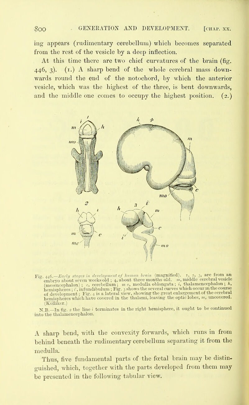 ing appears (nidimentary cerebellum) which becomes separated from the rest of the vesicle by a deep inflection. At this time there are two chief curvatures of the brain (fig. 446, 3). (i.) A sharp bend of the Avhole cerebral mass down- wards round the end of the notochord, by which the anterior vesicle, which was the highest of the three, is bent downwards, and the middle one comes to occupy the highest position. (2.) Fi°- 446.—^aWy star/es in development of human bmin (magnified), i, 2, 3, are from an  embryo about seven weeks old ; 4, about three months old. m, middle cerebral vesicle (mesencephalon); c, cerebellum; mo, medulla oblongata; i, thaliimeneephalon; li, hemispheres; i', infundibulum; Fig. 3 shows the several cui-ves which miur 111 tlie course of development; Fig. 4 is a lateral view, sho-sving the great enlargemcnl of the cerebral hemispheres which have covered in the thalami, leaving the opticlobes, m, uncovered. (KiiUiker.) N.B.—In fig. 2 the line i terminates in the right hemisphere, it ought to be continued into the thalamencephalon. A sharp bend, with the convexity forwards, which runs in from behind beneath the rudimentary cerebellum separating it from the medulla. Thus, five fundamental parts of the foetal brain may be distin- guished, which, together with the parts developed from them may be presented in the following tabular view.