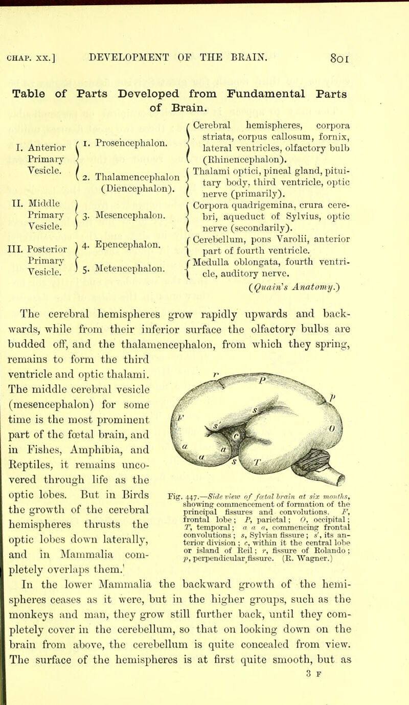 Table of Parts Developed from Fundamental Parts of Brain. I. Anterior Primary Vesicle. II. Middle Primary Vesicle. III. Posterior Primary Vesicle. 1. Prosehcephalon. 2. Thalamencephalon (Dicncephalon). 3. Mesencephalon. 4. Epencephalon. 5. Metenccphalon. Cerebral hemispheres, corpora striata, corpus callosum, fornix, lateral ventricles, olfactory bulb (Rhinencephalon). Thalami optici, pineal gland, pitui- tary body, third ventricle, optic nerve (primarily). Corpora quadrigemina, crura cere- bri, aqueduct of Sylvius, optic nerve (secondarily), r Cerebellum, pons Varolii, anterior \ part of fourth ventricle, r Medulla oblongata, fourth ventri- \ cle, auditory nerve. (^Quaiiis Anatomy.} The cerebral hemispheres grow rapidly upwards and back- wards, while from their inferior surface the olfactory bulbs are budded off, and the thalamencephalon, from which they spring, remains to form the third ventricle and optic thalami. The middle cerebral vesicle (mesencephalon) for some time is the most prominent part of the foetal brain, and in Fishes, Amphibia, and Reptiles, it remains unco- vered through life as the optic lobes. But in Birds the gTowth of the cerebral hemispheres thrusts the optic lobes down laterally, and in Mammalia com- pletely overlaps them.' In the lower Mammalia the backward growth of the hemi- spheres ceases as it were, but in the higher groups, such as the monkeys and man, they grow still further back, until they com- pletely cover in the cerebellum, so that on looking down on the brain from above, the cerebellum is quite concealed from view. The surface of the hemispheres is at first quite smooth, but as 3 r Fig. 447.—Side vieiv of foHnl hrnin at six vinnths^ showing commencement of formation of the principal Assures and convolutions. F, frontal lobe ; P, parietal; O, occipital; T, temporal; i n n, commencing frontal convolutions ; s, Sylvian fissure; s', its an- terior division ; c, within it the central lobe or island of Iteil; r, fissure of Rolando ; p, perpendicular,fissure. (R. Wagner.)