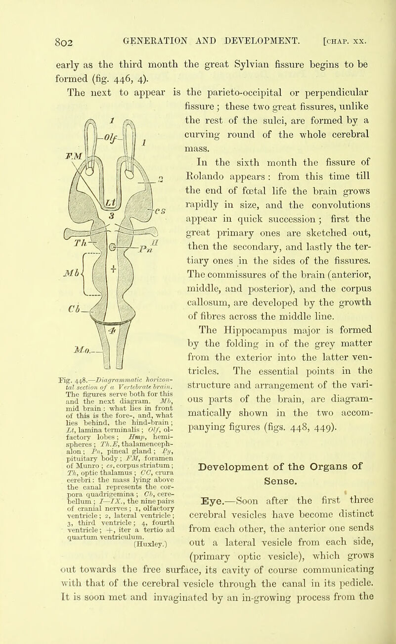 -fes early as the third month the great Sylvian fissure begins to be formed (fig. 446, 4). The next to appear is the parieto-occipital or perpendicular fissure; these two great fissures, unlike the rest of the sulci, are formed by a curving round of the whole cerebral mass. In the sixth month the fissure of Rolando appears : from this time till the end of foetal life the brain grows rapidly in size, and the convolutions appear in quick succession; first the great primary ones are sketched out, then the secondary, and lastly the ter- tiary ones in the sides of the fissures. The commissures of the brain (anterior, middle, and posterior), and the corpus callosum, are developed by the growth of fibres across the middle line. The Hippocampus major is formed by the folding in of the grey matter from the exterior into the latter ven- tricles. The essential points in the structure and arrangement of the vari- ous parts of the brain, are diagxam- matically shown in the two accom- panying figures (figs. 448, 449). 3?ig. 448.—Diagrammatic horizon- tal section of « Vertebrate hrain. The fijjures serve both for this and tlie next dia^am. Ml>, mid brain : what Ees in front of this is the fore-, and, what lies behind, the hind-brain; Lt, lamina terminalis ; 01/, ol- factoiy lobes; Emp, hemi- spheres ; Th.E, thalamenceph- alon; Pn, pineal gland ; J?ii, pituitary body ; FM, foramen of Munro ; cs, corpus striatum; Th, optic thalamus ; CC, ci-ura cerebri: the mass lying above the canal represents the cor- pora quadrigemina; Ch, cere- tjeUum ; 7—/X, the nine pairs of cranial nerves ; i, olfactory ventricle; 2, lateral ventricle; 3, third ventricle; 4, fourth ventricle; -t-, iter a tertio ad quai-tum ventriculum. (Huxley.) Development of the Organs of Sense. Eye.—Soon after the first three cerebral vesicles have become distinct from each other, the anterior one sends out a lateral vesicle from each side, (primary optic vesicle), which grows out towards the free surface, its cavity of course communicating with that of the cerebral vesicle through the canal in its pedicle. It is soon met and invaginated by an in-growing process from the