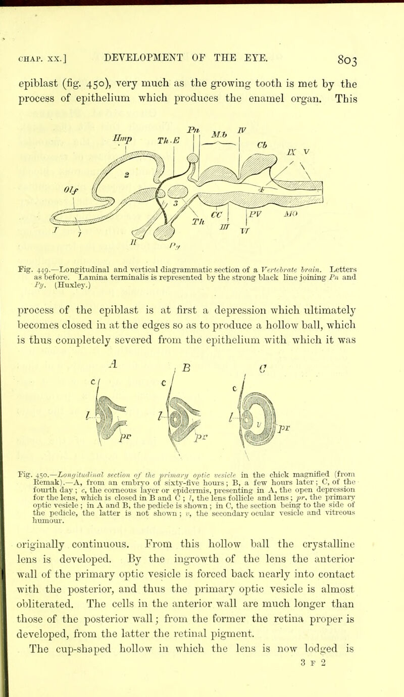 epiblast (fig. 450), very much as the growing tooth is met by the process of epithehum which produces the enamel organ. This Fig. 449.—Longitudinal and vertical diagrammatic section of a Vertebrate hrain. Letters as before. Lamina terminals is represented by the strong black line joining Pn and I'y. (Huxley.) process of the epiblast is at first a depression which ultimately becomes closed in at the edges so as to produce a hollow ball, which is thus completely severed from the ej^ithelium with which it was B a Fig. 450.—Loiif/ituilinal section of the primonj optic vesicle in the chick magnified (from Eemak).—A, from an embrj'o of sixty-five hours; B, a few hours later; C, of the foiuth day ; c, the corneous layer or epidei-mis, presenting in A, the open depression for the lens, which is closed in B and C ; ?, the lens follicle and lens; pr, the primary optic vesicle ; in A and B, the pedicle is shown; in C, the section being to the side of the pedicle, the latter is not shown ; v, the secondary ocular vesicle and vitreous humoiu'. (jriginally continuous. From this hollow ball the crystalline lens is developed. By the ingrowth of the lens the anterior wall of the primary optic vesicle is forced back laearly into contact with the posterior, and thus the primary oj)tic vesicle is almost obliterated. The cells in the anterior wall are much longer than those of the posterior wall; from the former the retina proper is developed, from the latter the retinal pigment. The cup-shaped hollow in which the lens is now lod^-ed is 3 F 2