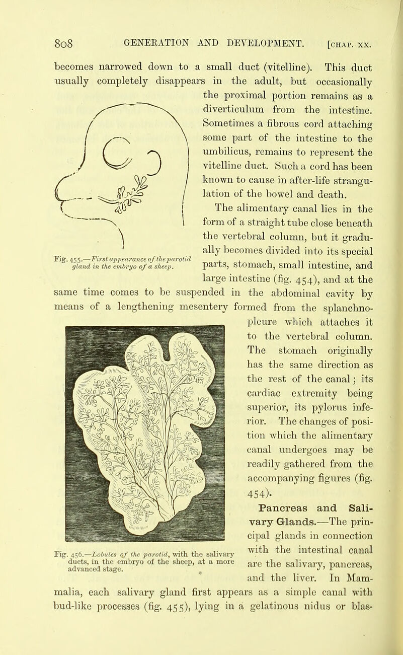 Pig. 455.—First appearance of theparotid gland in the emhryo of a sheep. becomes narrowed down to a small duct (vitelline). This duct usually completely disappears in the adult, but occasionally the proximal portion remains as a diverticulum from the intestine. Sometimes a fibrous cord attaching some part of the intestine to the umbilicus, remains to represent the vitelline duct. Such a cord has been known to cause in after-life strangu- lation of the bowel and death. The alimentary canal lies in the form of a straight tube close beneath the vertebral column, but it gradu- ally becomes divided into its special parts, stomach, small intestine, and largo intestine (fig. 454), and at the same time comes to be suspended in tlie abdominal cavity by means of a lengthening mesentery formed from the splanchno- pleuro which attaches it to the vertebral column. The stomach originally has the same direction as the rest of the canal; its cardiac extremity being superior, its pylorus infe- rior. The changes of posi- tion wliicli the alimentary canal undergoes may be readily gathered from the accompanying figures (fig. 454). Pancreas and Sali- vary Glands.—The prin- cipal glands in connection with the intestinal canal are the salivary, pancreas, and tlie liver. In Mam- malia, each salivary gland first appears as a simple canal witli bud-like processes (fig. 455), lying in a gelatinous nidus or bias- Fig. 456.—LohuUs of the parotid, with the salivary ducts, in the embryo of the sheep, at a more advanced stage.