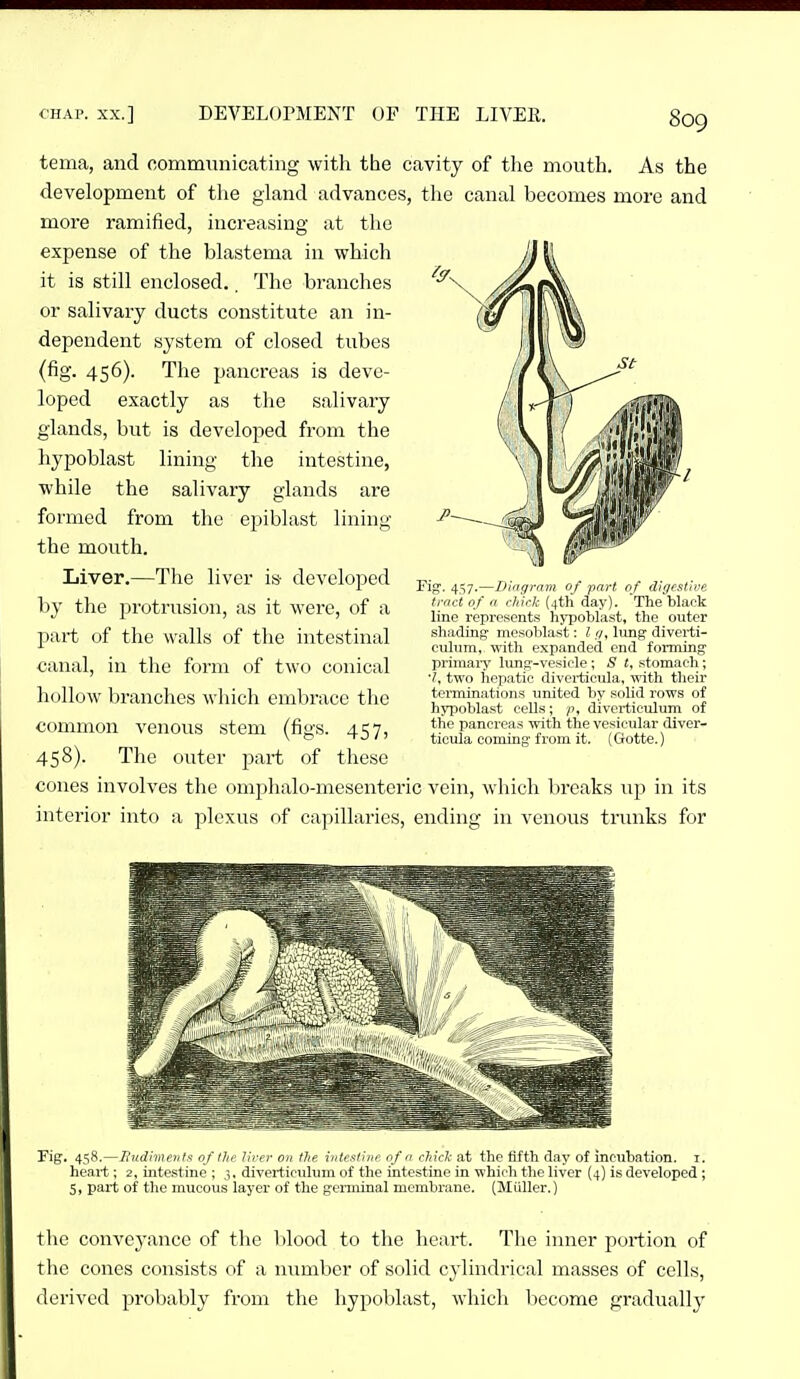 tema, and communicating with tbe cavity of the mouth. As the development of the gland advances, the canal becomes more and more ramified, increasing at the expense of the blastema in which it is still enclosed.. The branches or salivary ducts constitute an in- dependent system of closed tubes (fig. 456). The pancreas is deve- loped exactly as the salivary glands, but is developed from the hypoblast lining the intestine, while the salivary glands are formed from the epiblast lining the mouth. Liver.—The liver is- developed by the protrusion, as it were, of a part of the walls of the intestinal canal, in the form of two conical hollow branches which embrace the common venous stem (figs. 457, 458). The outer part of these cones involves the omphalo-mesenteric vein, which breaks up in its interior into a plexus of capillaries, ending in venous trunks for Fig-, 457.—hinqrnm of part of d'ifjesttve tract 0/ n chirk (4th day). The black line represents hypoblast, the outer shading mesoblast: I <u lung diverti- culum, ■with expanded end forming primaiy luns--vesicle; S t, stomach; two iiepatie diverticula, ■nith their terminations united by solid rows of hypoblast cells; />, diverticulum of the pancreas with the vesicular diver- ticula coming from it. (Gotte.) ii Fig. 458.—Jiudiments of the liver on the intestine of n chick at the fifth day of incubation, i. heart; 2, intestine ; 3, diverticulum of the intestine in which the liver (4) is developed ; 5, part of the mucous layer of the genninal membrane. (MiiUer.) the conveyance of the blood to the heart. Tlie inner portion of the cones consists of a number of solid cylindrical masses of cells, derived probably from the hypoblast, which become gradually