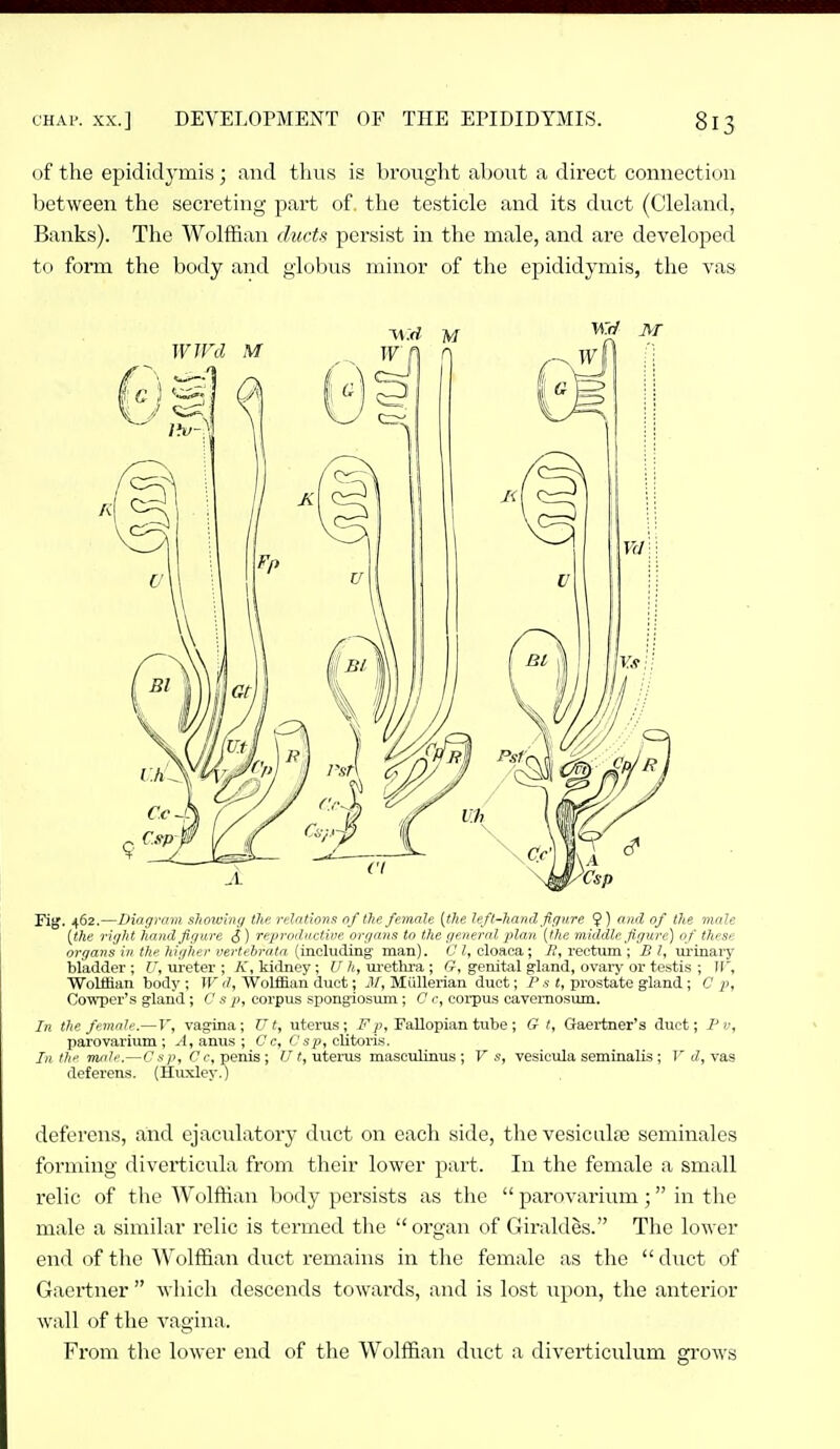 < if the epididymis ; and tliiis is brought about a direct connection between the secreting part of, the testicle and its duct (Cleland, Banks). The Wolffian ducts persist in the male, and are developed to form the body and globus minor of the epididymis, the vas rig. 462.—Diagram showing the relations of the female (the left-hand figure ?) and of the male [the right hand figure <5) reproductive organs to the general plan [the middle figure) of these organs in the higher vertehrata (including man). C I, cloaca; 7f, rectum ; J3 I, urinary bladder ; C, ureter ; K, kidney; U h, ui'ethra ; G, genital gland, ovary or testis ; If, Wolffian body : U'd. Wolffian duct; M, Mullerian duct; P s t, prostate gland; C p, Cowper's gland ; C s p, corpus spongiosum; C c, corpus cavemosum. In the female.—V, vagina; U t, uterus; -Fj), Fallopian tube ; G t, Gaertner's duct; P v, parovarium; .4, anus ; C c, f'sy, clitoris. In tJie male.—Csp, Cc, penis; f/<, uterus masculinus ; V s, vesicula seminalis ; I'vas deferens. (Huxley.) deferens, and ejaculatory duct on each side, the vesiculte seminales forming diverticula from their lower part. In the female a small relic of the Wolffian body persists as the  parovarium ;  in the male a similar relic is termed the organ of Girald^s. The lower end of the Wolffian duct remains in the female as the  duct of Gaei1:ner  which descends towards, and is lost upon, the anterior wall of the vagina. From the lower end of the Wolffian duct a diverticulum grows