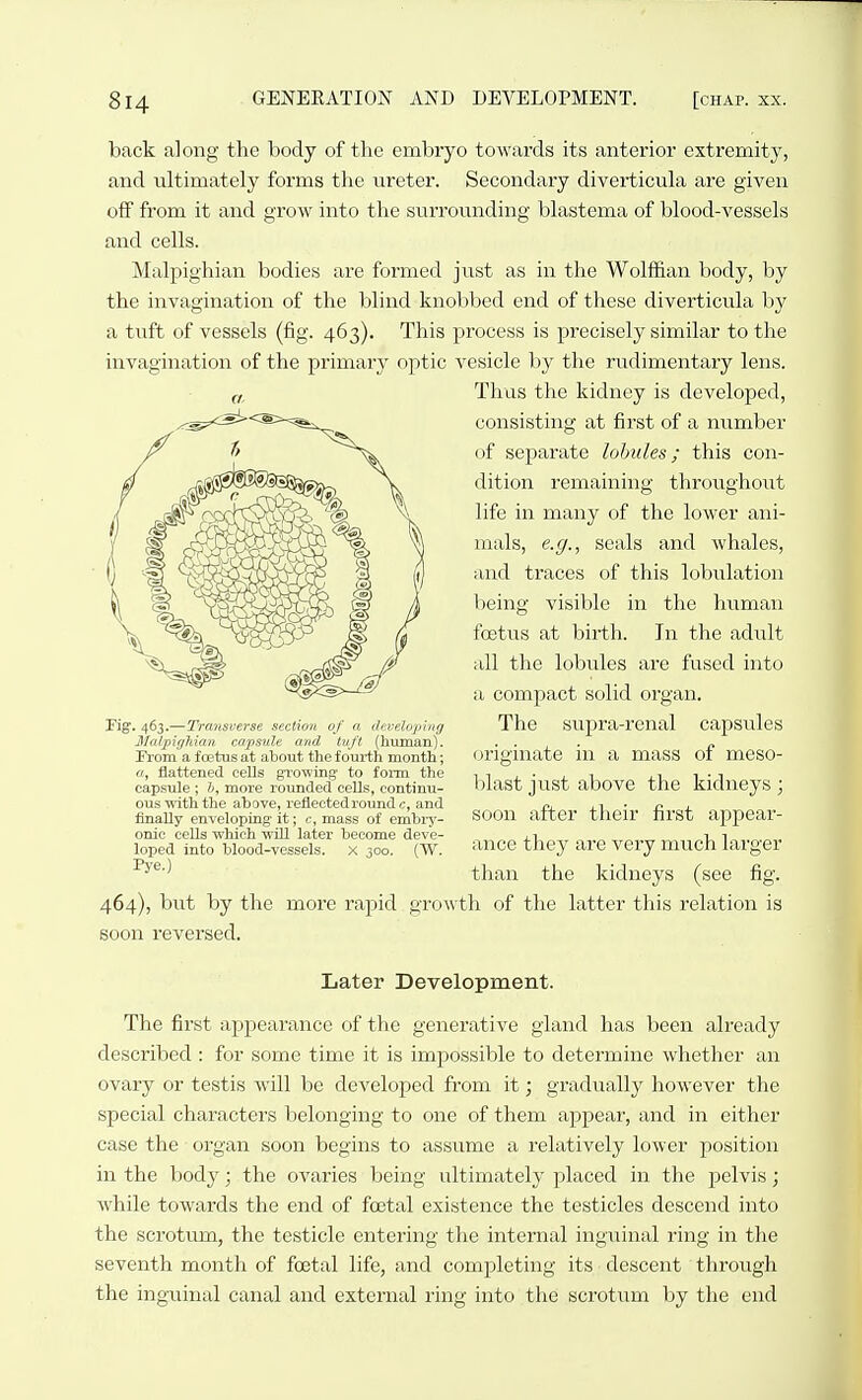 back along the body of the embryo towards its anterior extremity, and ultimately forms the ureter. Secondary diverticula are given off from it and grow into the surrounding blastema of blood-vessels and cells. Malpighian bodies are formed just as in the Wolffian body, by the invagination of the blind knobbed end of these diverticula by a tuft of vessels (fig. 463). This process is precisely similar to the invagination of the primary optic vesicle by the rudimentary lens. Thus the kidney is developed, consisting at first of a number of separate lobules; this con- dition remaining throughout life in many of the lower ani- mals, e.g., seals and whales, and traces of this lobulation being visible in the human foetus at birth. In the adult all the lobules are fused into a compact solid organ. The supra-renal capsides originate in a mass of meso- blast just above the kidneys ; soon after their first appear- ance they are veiy much larger than the kidneys (see fig. 464), but by the more rapid growth of the latter tins relation is soon reversed. Later Development. The first appearance of the generative gland has been already described: for some time it is im^jossible to determine whether an ovary or testis will be developed from it; gradually however the special characters belonging to one of them appear, and in either case the organ soon begins to assume a relatively lower position in the body; the ovaries being ultimately placed in the pelvis; while towards the end of foetal existence the testicles descend into the scrotum, the testicle entering the internal ing\;inal ring in the seventh month of foetal life, and completing its descent through the inguinal canal and external ring into the scrotum by the end a. Fig. 463.—Transverse section of a dnvelojiing 3/a/piffhian capsule and tuft (human). Prom a foetus at about the fourth month; «, flattened cells growing' to form the capsule ; b, more rounded cells, continu- ous with the above, reflected round c, and finally enveloping' it; 6', mass of embi'j^- onic cells which ■wUl later become deve- loped into blood-vessels. X joo. (W. Pye.)