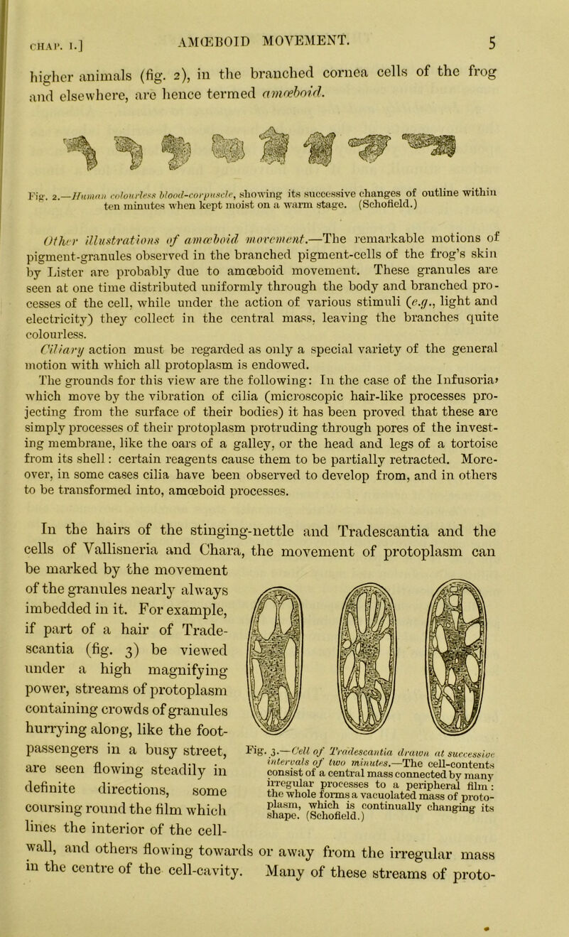 higher animals (fig. 2), in the branched cornea cells of the frog and elsewhere, are hence termed amoeboid. Fip. 2.—Human colourless blood-corpuscle, showing its successive changes of outline within ten minutes when kept moist on a warm stage. (Schofield.) Other illustrations of amoeboid ■movement.—The remarkable motions of pigment-granules observed in the branched pigment-cells of the frog’s skin by Lister are probably due to amoeboid movement. These granules are seen at one time distributed uniformly through the body and branched pro - cesses of the cell, while under the action of various stimuli (e.g., light and electricity) they collect in the central mass, leaving the branches quite colourless. Ciliary action must be regarded as only a special variety of the general motion with which all protoplasm is endowed. The grounds for this view are the following: In the case of the Infusoria* which move by the vibration of cilia (microscopic hair-like processes pro- jecting from the surface of their bodies) it has been proved that these are simply processes of their protoplasm protruding through pores of the invest- ing membrane, like the oars of a galley, or the head and legs of a tortoise from its shell: certain reagents cause them to be partially retracted. More- over, in some cases cilia have been observed to develop from, and in others to be transformed into, amoeboid processes. In the hairs of the stinging-nettle and Tradescantia and the cells of Vallisneria and Ohara, the movement of protoplasm can be marked by the movement of the granules nearly always imbedded in it. For example, if part of a hair of Trade- scantia (fig. 3) be viewed under a high magnifying power, streams of protoplasm containing crowds of granules hurrying along, like the foot- passengers in a busy street, are seen flowing steadily in definite directions, some coursing round the film which lines the interior of the cell- Ccll oj J_ radcscantia drawn fit successive intervals of two minutes.—The cell-contents consist of a central mass connected by many irregular processes to a peripheral film : the whole forms a vacuolated mass of proto- plasm, which is continually chane-intr its shape. (Schofield.) wall, and others flowing towards or away from the irregular mass in the centie of the cell-cavity. Many of these streams of proto-