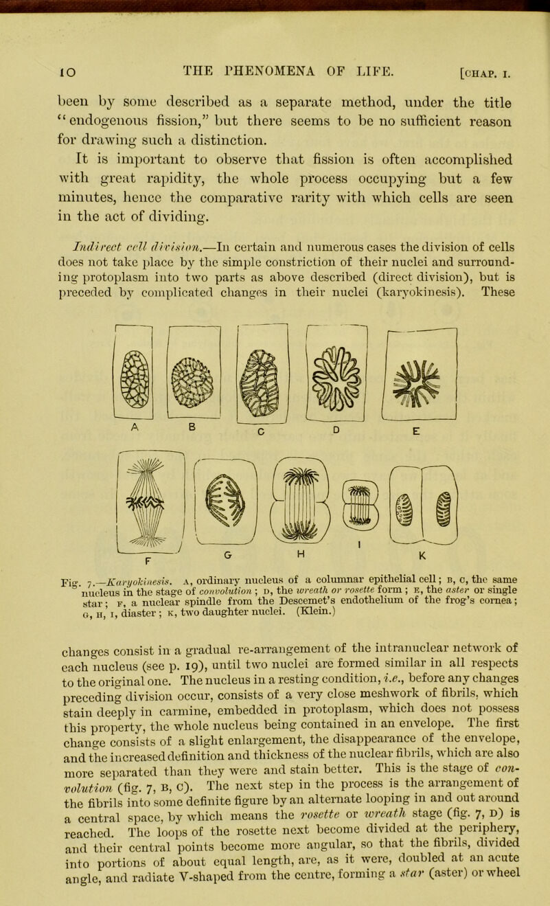 been by some described as a separate method, under the title “endogenous fission,” but there seems to be no sufficient reason for drawing such a distinction. It is important to observe that fission is often accomplished with great rapidity, the whole process occupying but a few minutes, hence the comparative rarity with which cells are seen in the act of dividing. Indirect cell division.—In certain and numerous cases the division of cells does not take place by the simple constriction of their nuclei and surround- ing protoplasm into two parts as above described (direct division), but is preceded by complicated changes in their nuclei (karyokinesis). These yj<r 7 —Karyokinesis. a, ordinary nucleus of a columnar epithelial cell; b, c, the same 3 nucleus in the stage of convolution ; d, the wreath or rosette form ; e, the aster or single star; f, a nuclear spindle from the Descemet’s endothelium of the frog’s cornea; o, H,’ i, diaster ; k, two daughter nuclei. (Klein.) changes consist in a gradual re-arrangement of the intranuclear network of each nucleus (see p. 19), until two nuclei are formed similar in all respects to the original one. The nucleus in a resting condition, i.e., before any changes preceding division occur, consists of a very close mesh work of fibiils, which stain deeply in carmine, embedded in protoplasm, which does not possess this property, the whole nucleus being contained in an envelope. The first change consists of a slight enlargement, the disappearance of the envelope, and the increased definition and thickness of the nuclear fibrils, which are also more separated than they were and stain bettei. This is the stage of c on~ volution (fig. 7, B, C). The next step in the process is the arrangement of the fibrils into some definite figure by an alternate looping in and out around a central space, by which means the rosette or wreath stage (fig. 7, d) is reached. The loops of the rosette next become divided at the periphery, and their central points become more angular, so that the fibrils, divided into portions of about equal length, are, as it were, doubled at an acute angle, and radiate Y-shaped from the centre, forming a star (aster) or wheel