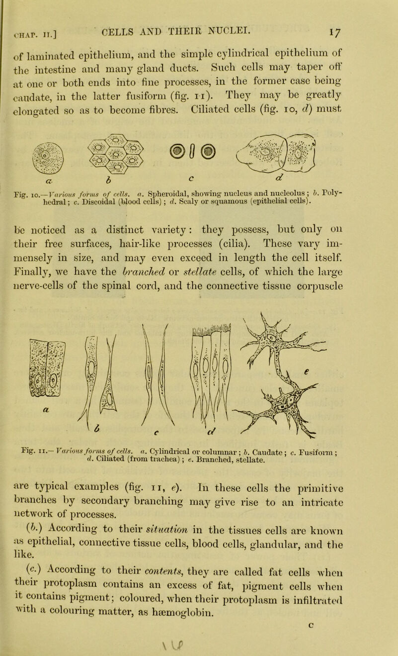 of laminated epithelium, and the simple cylindrical epithelium of the intestine and many gland ducts. Such cells may taper otl at one or both ends into fine processes, in the former case being caudate, in the latter fusiform (fig. n). They may be greatly elongated so as to become fibres. Ciliated cells (fig. io, d) must Fig. io.—Various forms of cells, a. Spheroidal, showing nucleus and nucleolus ; b. Poly hedral; c. Discoidal (blood cells) ; d. Scaly or squamous (epithelial cells). be noticed as a distinct variety: they possess, but only on their free surfaces, hair-like processes (cilia). These vary im- mensely in size, and may even exceed in length the cell itself. Finally, we have the branched or stellate cells, of which the large nerve-cells of the spinal cord, and the connective tissue corpuscle Fig. ii.— Various forms of cells, a. Cylindrical or columnar ; b. Caudate ; c. Fusiform ; d. Ciliated (from trachea); e. Branched, stellate. are typical examples (fig. ii, e). In these cells the primitive branches by secondary branching may give rise to an intricate network of processes. (b.) According to their situation in the tissues cells are known as epithelial, connective tissue cells, blood cells, glandular, and the like. (c.) According to their contents, they sire called fat cells when theii protoplasm contains an excess of fat, pigment cells when it contains pigment; coloured, when their protoplasm is infiltrated with a colouring matter, as haemoglobin. VJ