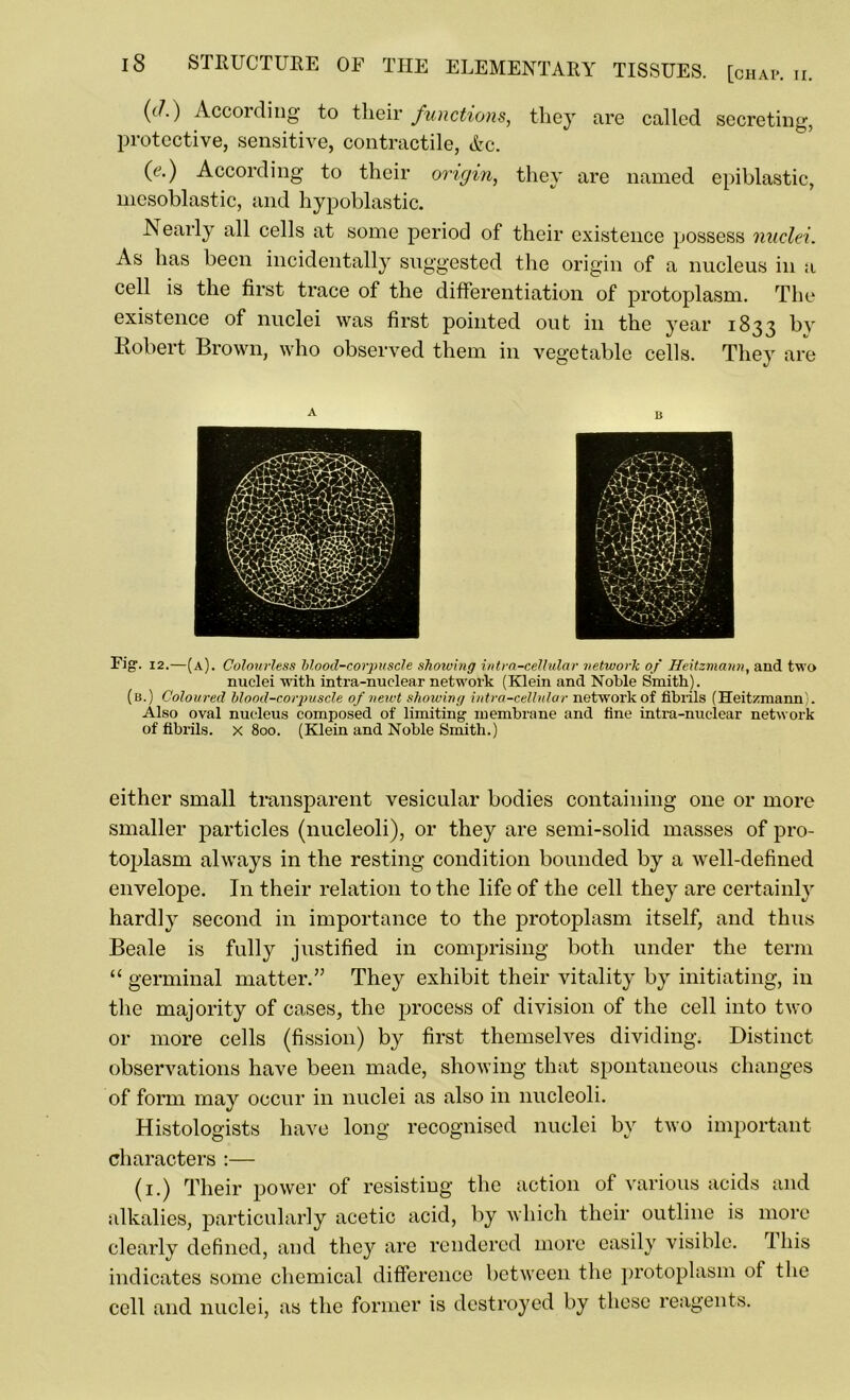 (<:/.) According to their functions, they are called secreting, protective, sensitive, contractile, Ac. (<?.) According to their origin, they are named epiblastic, mcsoblastic, and hypoblastic. Nearly all cells at some period of their existence possess nuclei. As has been incidentally suggested the origin of a nucleus in a cell is the first trace of the differentiation of protoplasm. The existence of nuclei was first pointed out in the year 1833 lur Robert Brown, who observed them in vegetable cells. They are Fig-. 12.—(a). Colourless bloocl-corpuscle showing intra-cellular network of Heitzmann, and two nuclei with intra-nuclear network (Klein and Noble Smith). (b.) Coloured blood-corpuscle of newt showing intra-cellular network of fibrils (Heitzmann . Also oval nucleus composed of limiting membrane and fine intra-nuclear network of fibrils, x 800. (Klein and Noble Smith.) either small transparent vesicular bodies containing one or more smaller particles (nucleoli), or they are semi-solid masses of pro- toplasm always in the resting condition bounded by a well-defined envelope. In their relation to the life of the cell they are certainly hardly second in importance to the protoplasm itself, and thus Beale is fully justified in comprising both under the term “ germinal matter.” They exhibit their vitality by initiating, in the majority of cases, the process of division of the cell into two or more cells (fission) by first themselves dividing. Distinct observations have been made, showing that spontaneous changes of form may occur in nuclei as also in nucleoli. Histologists have long recognised nuclei by two important characters :— (1.) Their power of resisting the action of various acids and alkalies, particularly acetic acid, by which their outline is more clearly defined, and they are rendered more easily visible, this indicates some chemical difference between the protoplasm of the cell and nuclei, as the former is destroyed by these reagents.