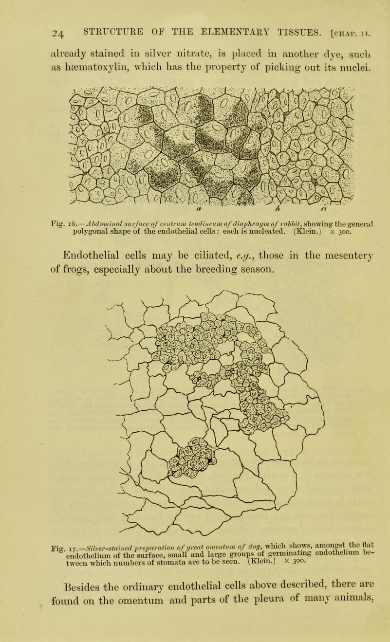 already stained in silver nitrate, is placed in another dye, such as hematoxylin, which has the property of picking out its nuclei. Fig1. 16—Abdominal surface of centrum tendineum of diaphragm of rabbit, showing the general polygonal shape of the endothelial cells: each is nucleated. (Klein.) x 300. Endothelial cells may be ciliated, e.g., those in the mesentery of frogs, especially about the breeding season. Fig. i-j-Silver-stained preparation of great omentum of dog, which shows, endothelium of the surface, small and large groups of germinating tween which numbers of stomata are to be seen. (Klein.) x 300. amongst the flat endothelium be- Besides the ordinary endothelial cells above described, there are found 011 the omentum and parts of the pleura of many animals,