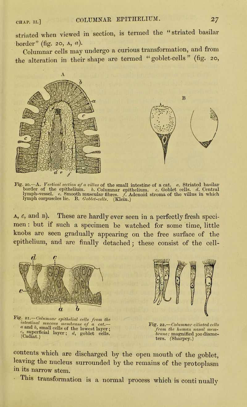 striated when viewed in section, is termed the stiiated basilar border” (fig. 20, a, a). Columnar cells may undergo a curious transformation, and from the alteration in their shape are termed “goblet-cells” (fig. 20, Fig. 20.—A. Vertical section of a villus of the small intestine of a cat. a. Striated basilar border of the epithelium, b. Columnar epithelium, c. Goblet cells, d. Central lymph-vessel, e. Smooth muscular fibres. /'. Adenoid stroma of the villus in which lymph corpuscles lie. B. Goblet-cells. (Klein.) a, c, and b). These are hardly ever seen in a perfectly fresh speci- men : but if such a specimen be watched for some time, little knobs are seen gradually appearing on the free surface of the epithelium, and are finally detached; these consist of the cell- d Ti Big. 21. — Columnar epithelial cells from th intestinal mucous membrane of a cat.— a and b, small cells of the lowest layer (C laYer! d, goblet ceils Fig. 22.— Columnar ciliated cells from the human nasal mem- brane: magnified 300 diame- ters. fSharpey.) contents which are discharged by the open mouth of the goblet, leaving the nucleus surrounded by the remains of the protoplasm in its narrow stem. This transformation is a normal process which is conti nually