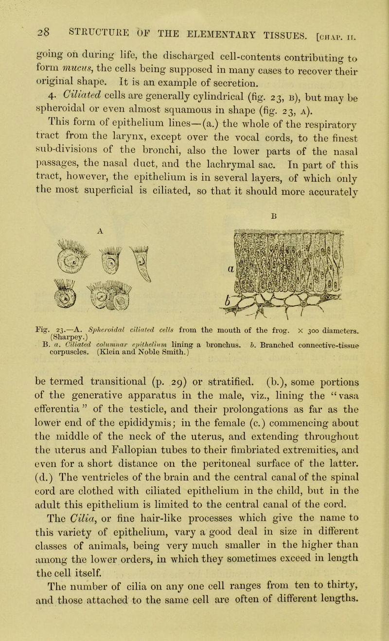 going* oil dining life, the discharged cell-contents contributing to form mucus, the cells being supposed in many cases to recover their original shape. It is an example of secretion. 4- Ciliated cells are generally cylindrical (fig. 23, b), but may be spheroidal or even almost squamous in shape (fig. 23, a). This form of epithelium lines—(a.) the whole of the respiratory tract from the larynx, except over the vocal cords, to the finest sub-divisions of the bronchi, also the lower parts of the nasal passages, the nasal duct, and the lachrymal sac. In part of this tract, however, the epithelium is in several layers, of which only the most superficial is ciliated, so that it should more accurately B A Fig. 23.—A. Spheroidal ciliated cells from (Sharpey.) B. a. Ciliated columnar epithelium lining corpuscles. (Klein and Noble Smith.) the mouth of the frog. X 300 diameters. . bronchus, h. Branched connective-tissue be termed transitional (p. 29) or stratified, (b.), some portions of the generative apparatus in the male, viz., lining the “ vasa etferentia ” of the testicle, and their prolongations as far as the lower end of the epididymis; in the female (c.) commencing about the middle of the neck of the uterus, and extending throughout the uterus and Fallopian tubes to their fimbriated extremities, and even for a short distance on the peritoneal surface of the latter, (d.) The ventricles of the brain and the central canal of the spinal cord are clothed with ciliated epithelium in the child, but in the adult this epithelium is limited to the central canal of the cord. The Cilia, or fine hair-like processes which give the name to this variety of epithelium, vary a good deal in size in different classes of animals, being very much smaller in the higher than among the lower orders, in which they sometimes exceed in length the cell itself. The number of cilia on any one cell ranges from ten to thirty, and those attached to the same cell are often of different lengths.